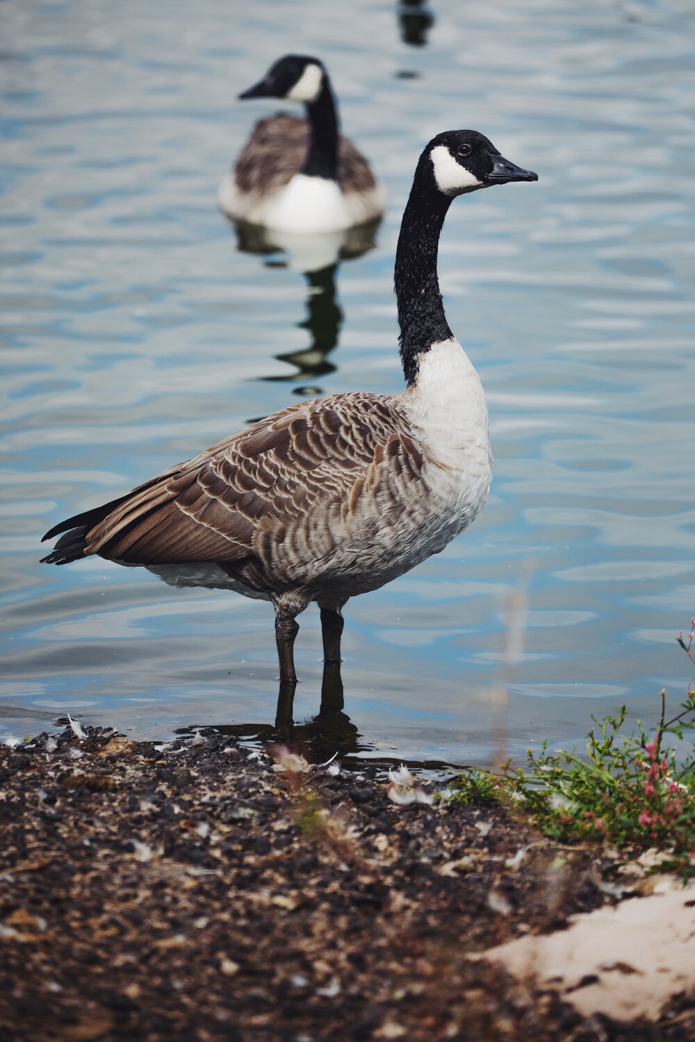 WWT CAERLAVEROCK.JPG