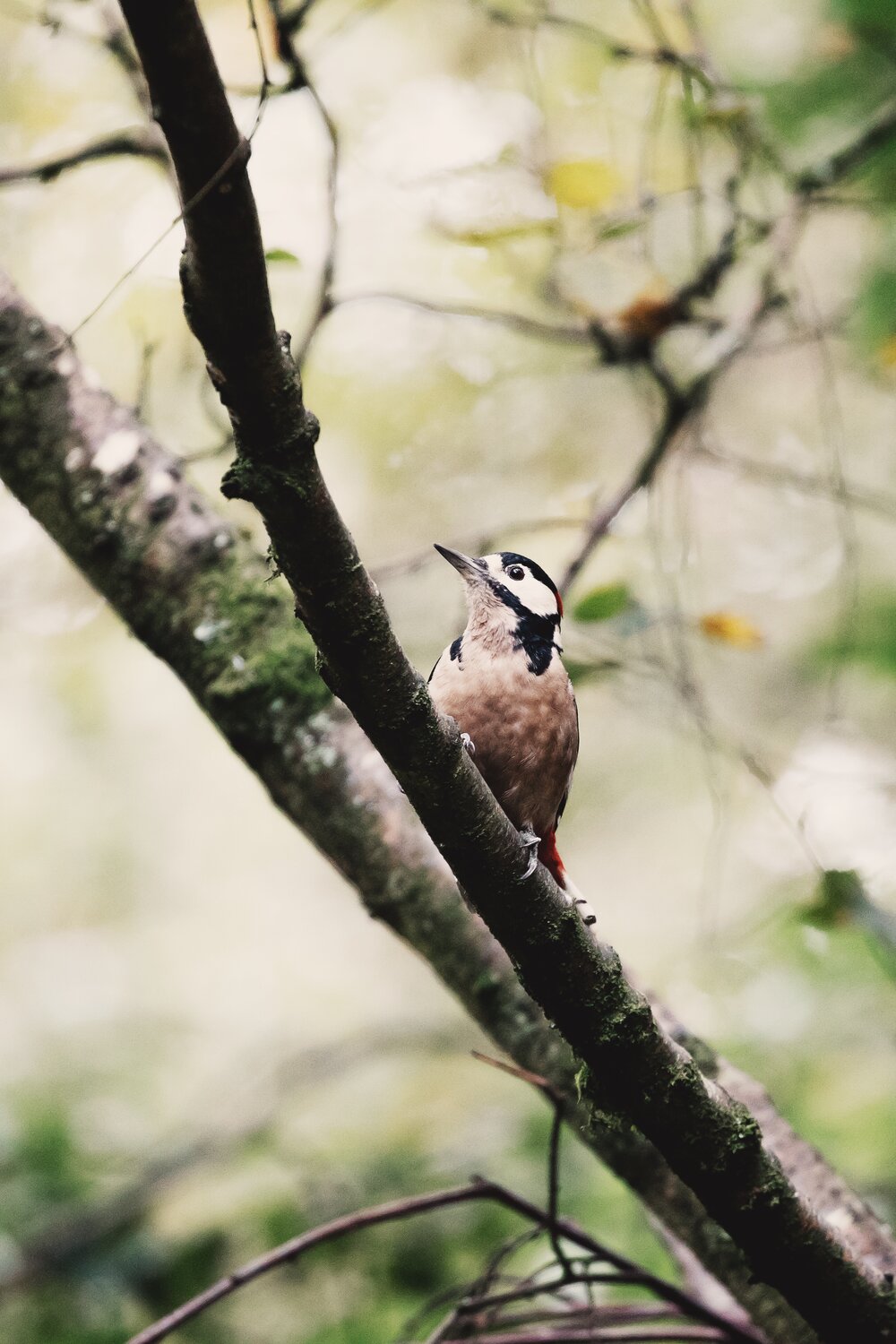 Woodpecker .JPG