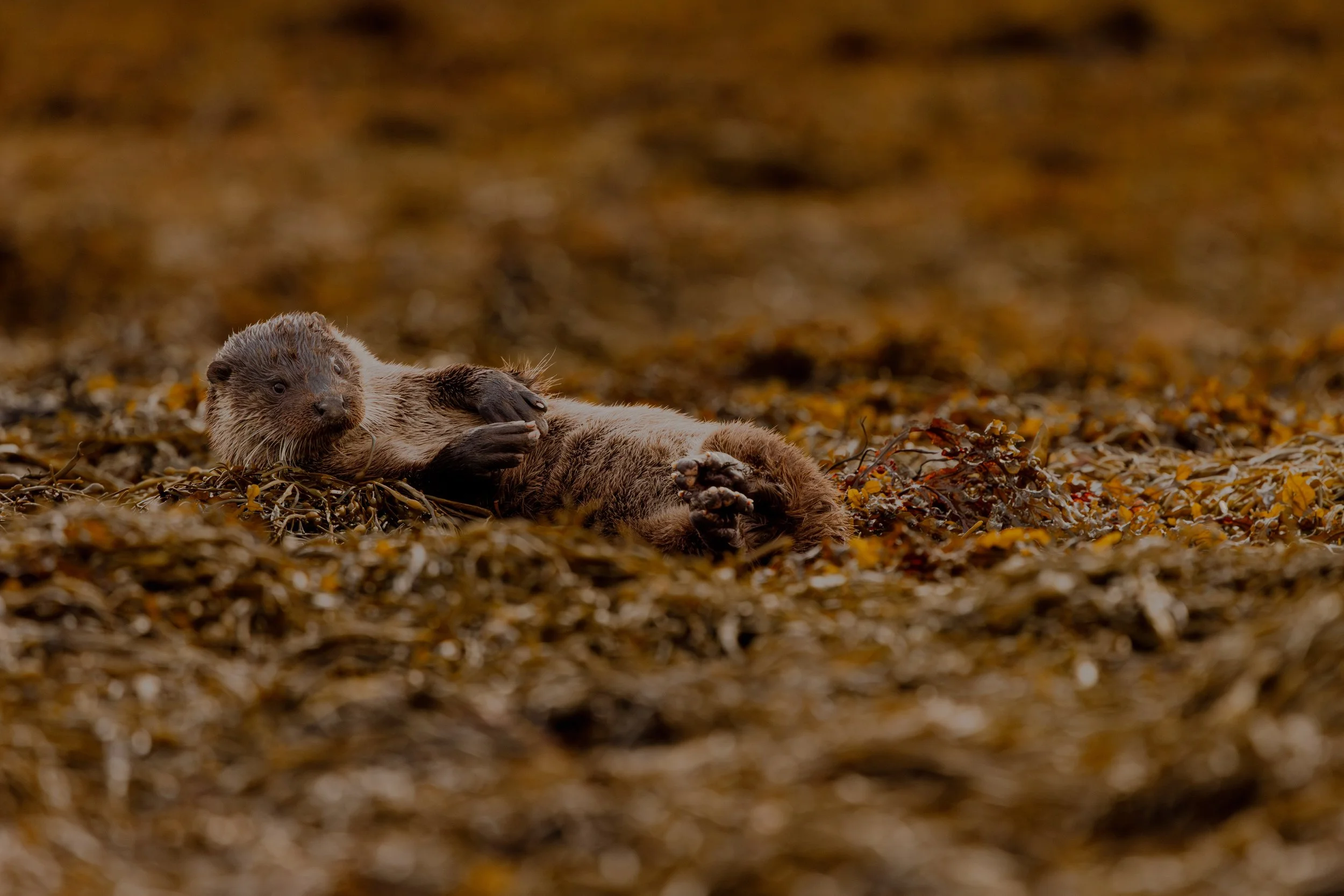 otter (1 of 1)-3.jpg