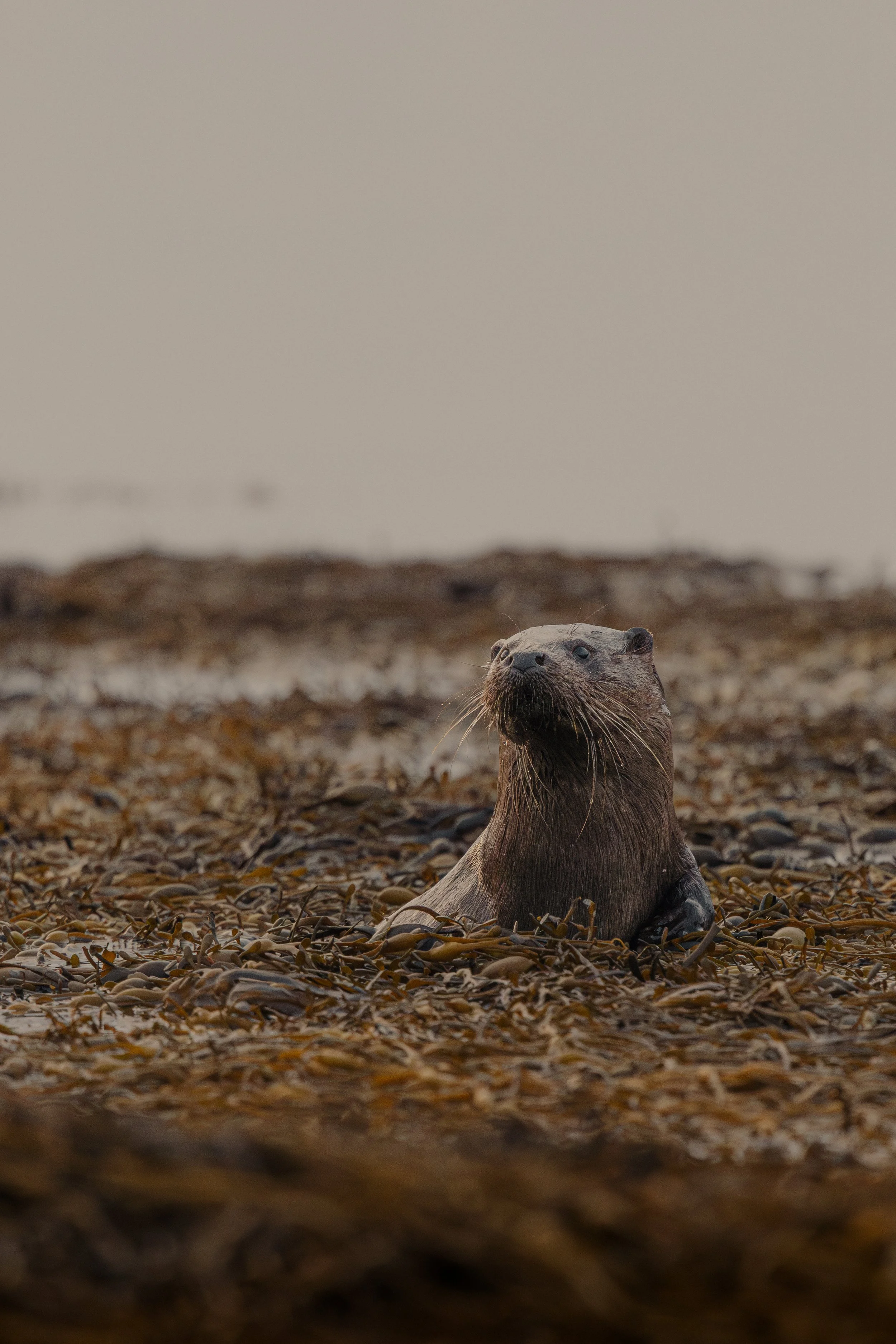 An otter pokes its head out of the seaweed on the shores of a Loch in the Inner Hebrides