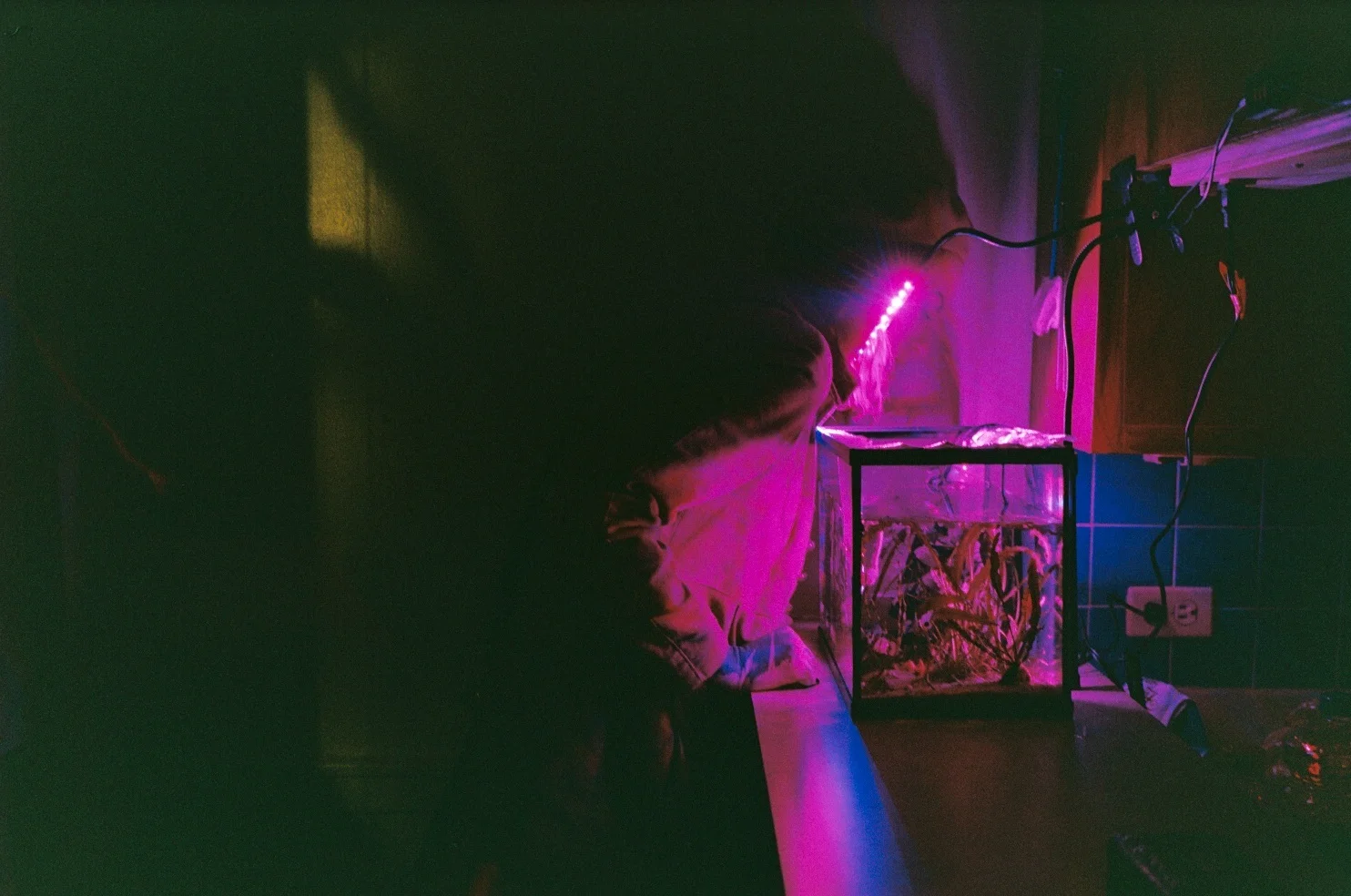 lada and the fish tank, april 2019