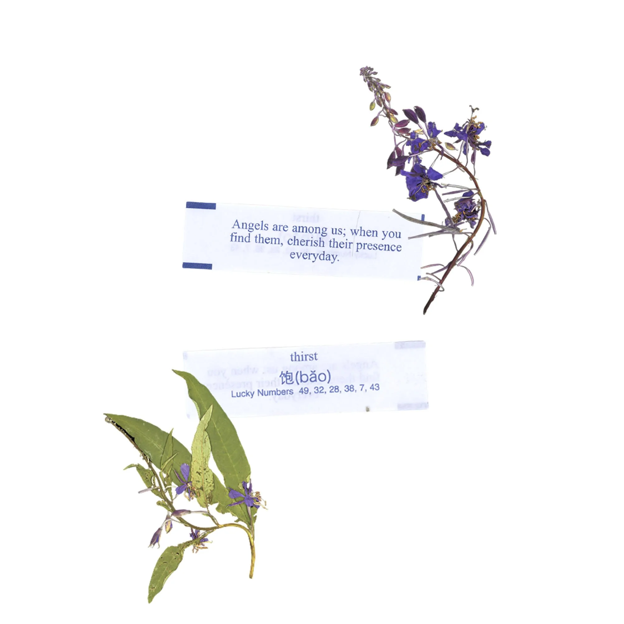 july fortune with flowers (large).jpg