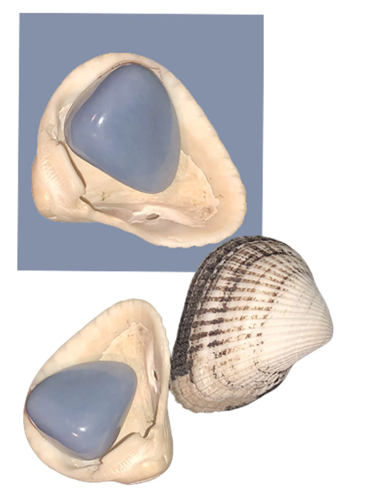 shells (blue) large.jpg