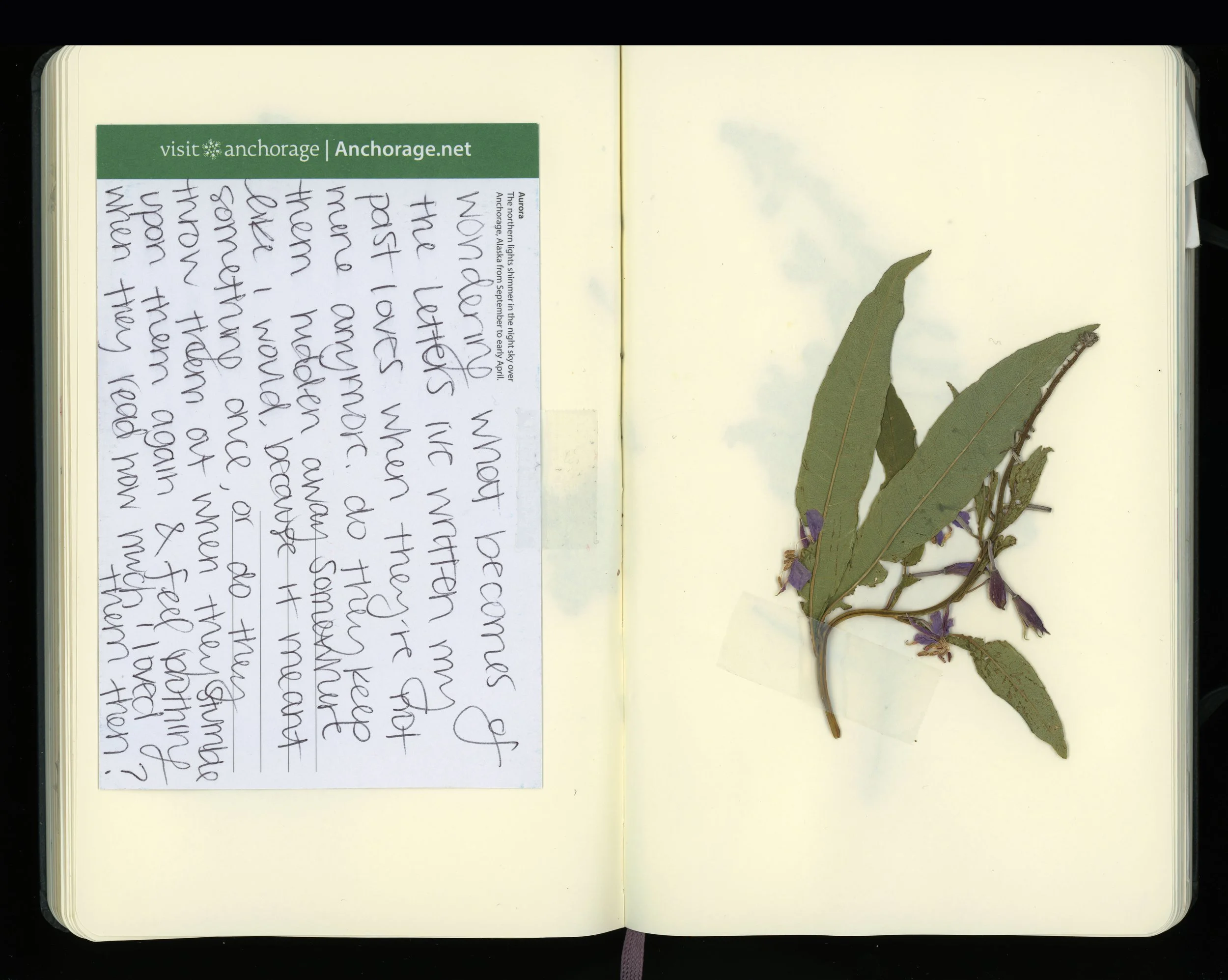 fall 2018 (flower and postcard from alaska in july).jpg