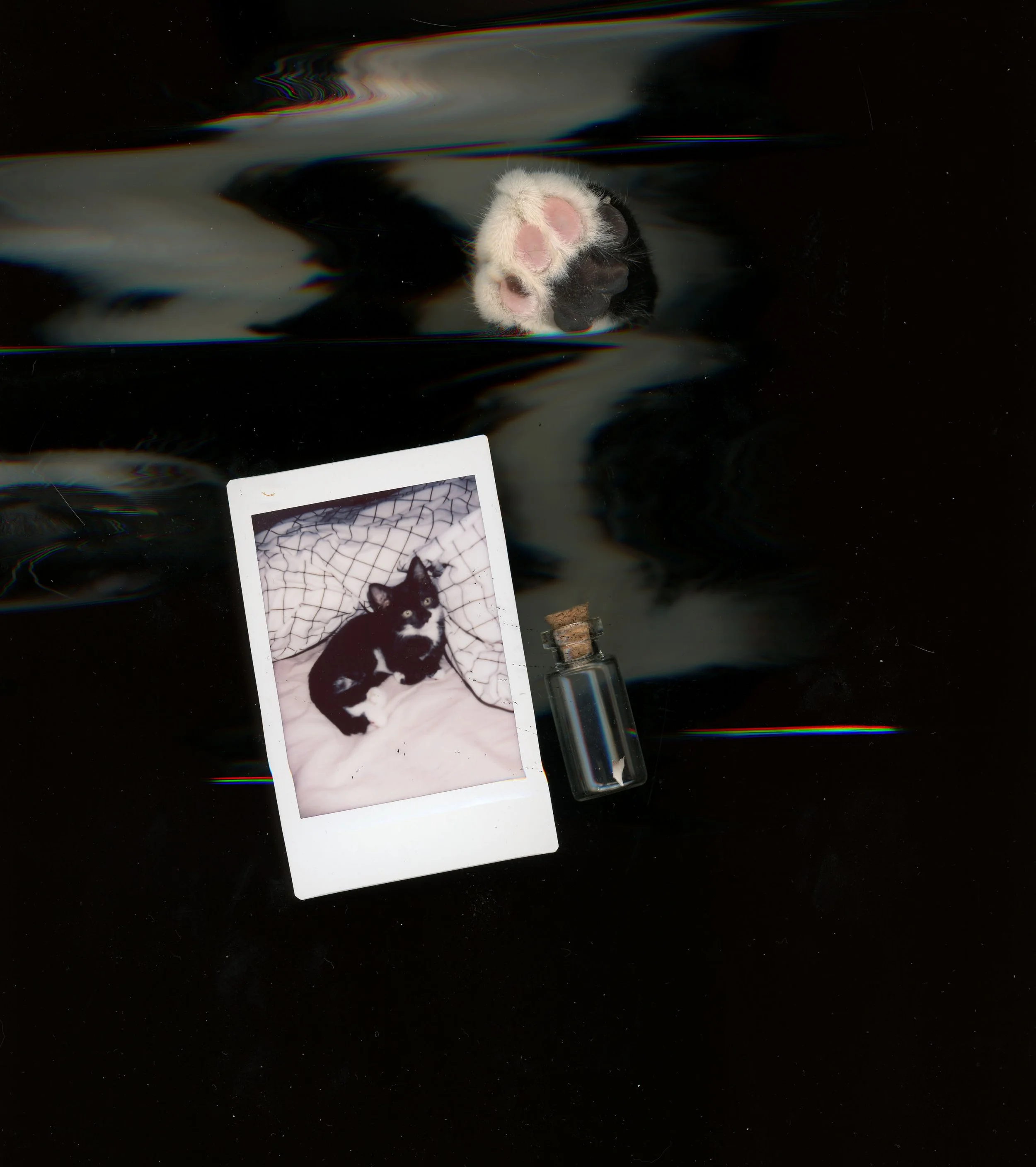 crab scan 2.jpg