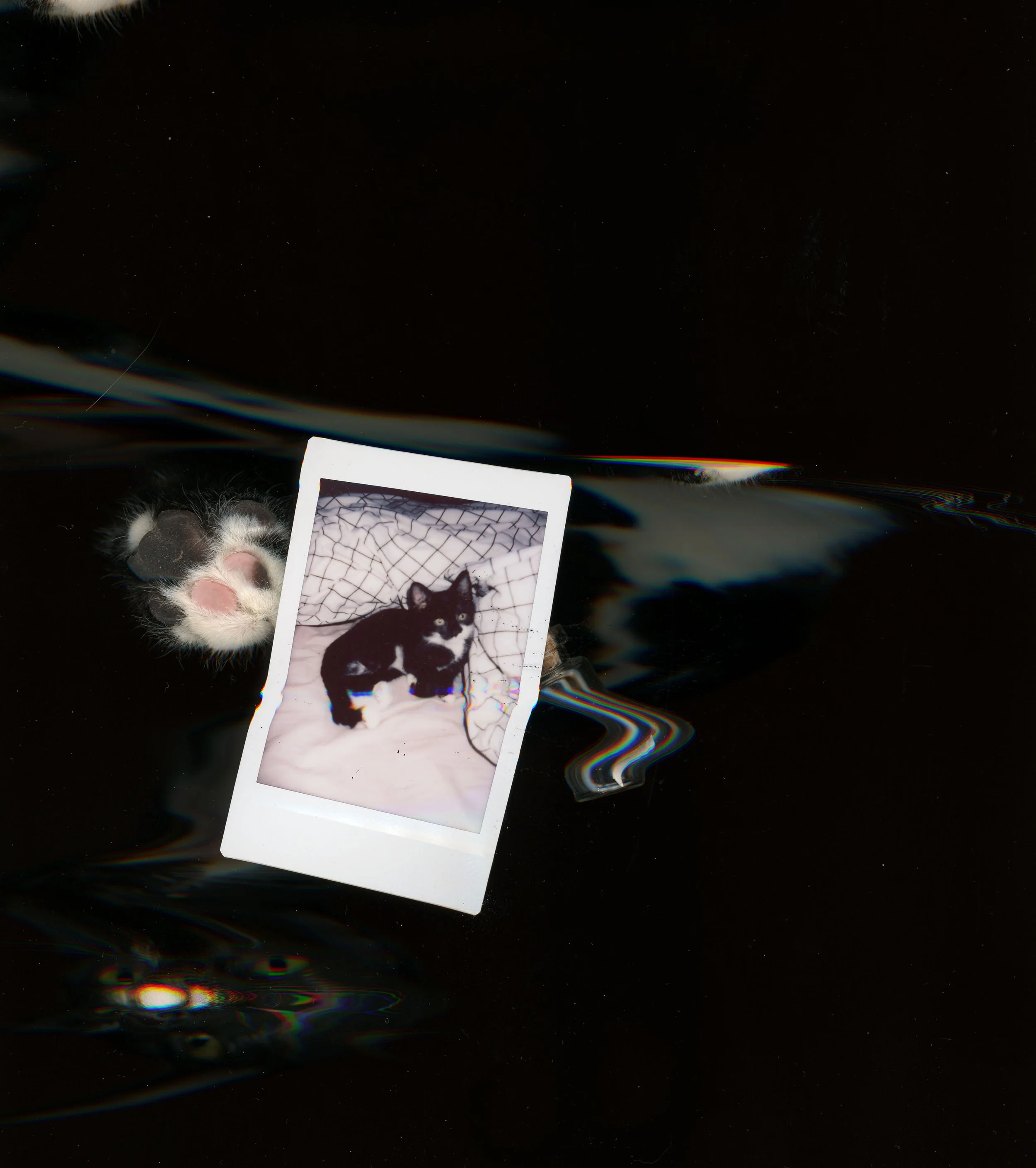 crab scan 1.jpg