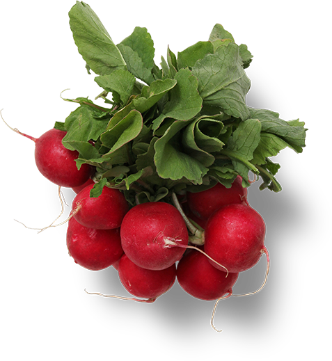 microfarm-graphic-raddish.png
