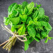 peppermint