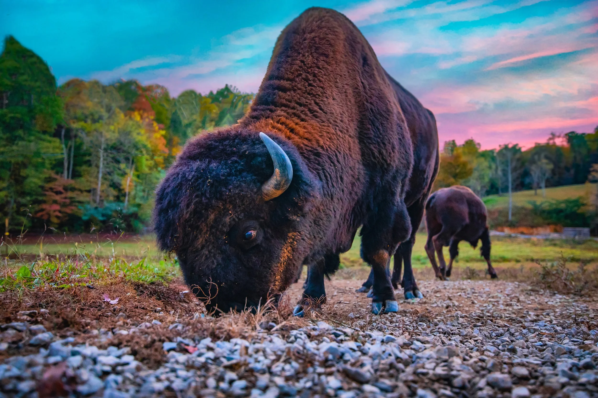 Bison.JPG