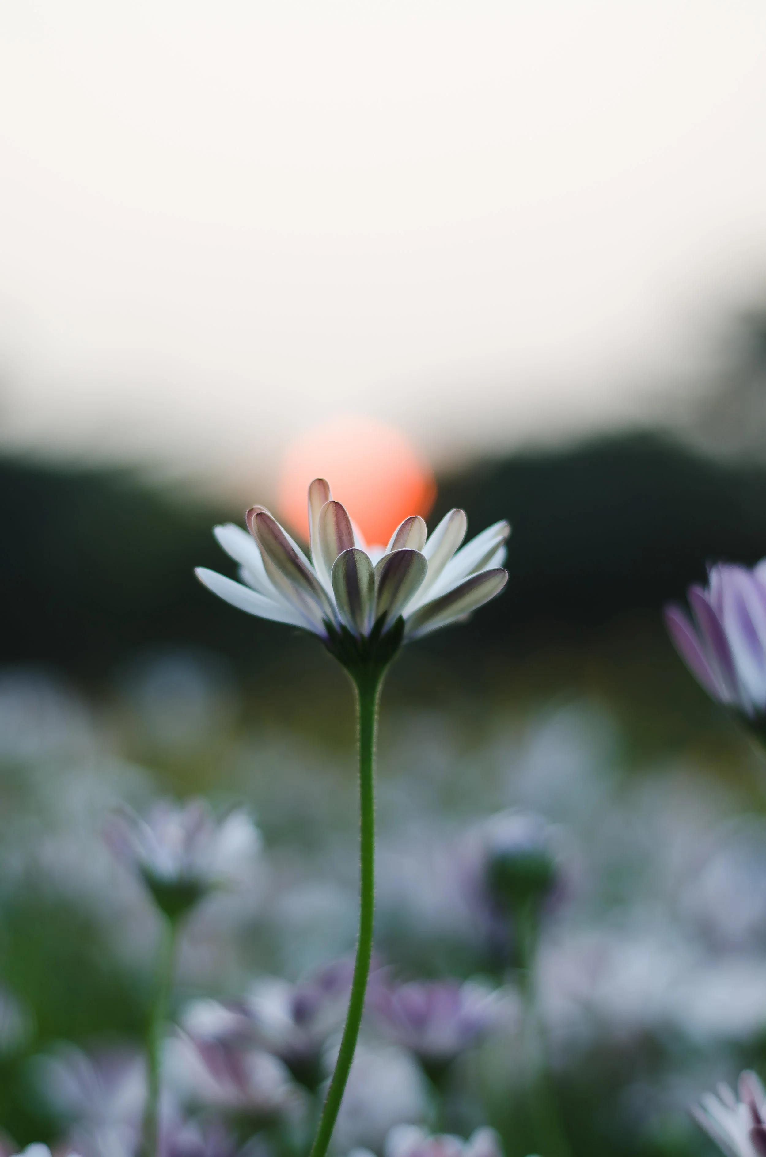 How to Begin Meditating Again