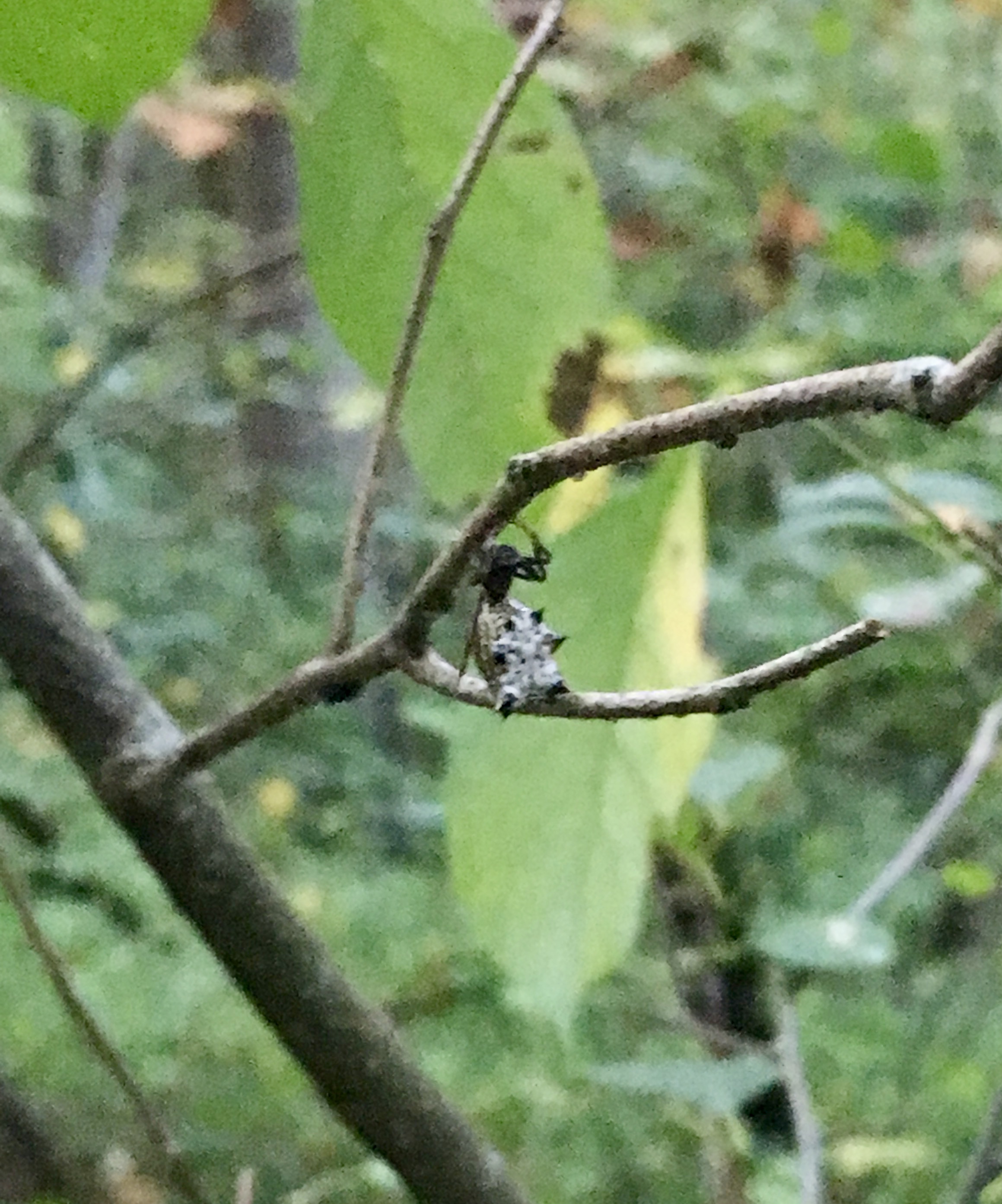 Let me know if you can identify this interesting creature.