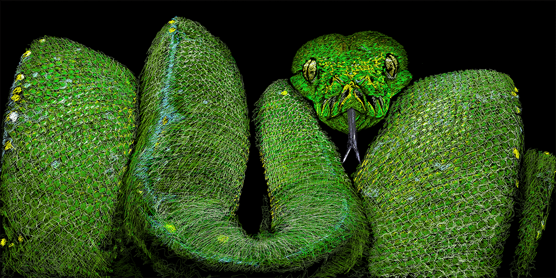 Green Tree Python - Stuart Atwell