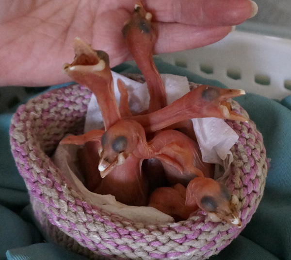 Nestlings.jpg