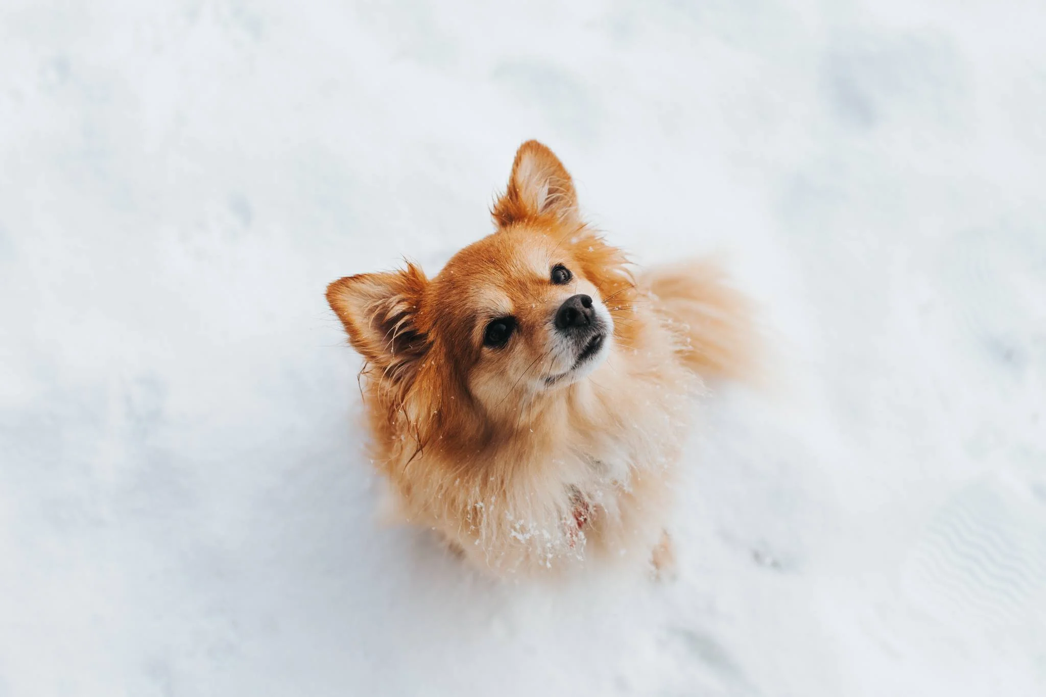 central island veterinary emergency hospital