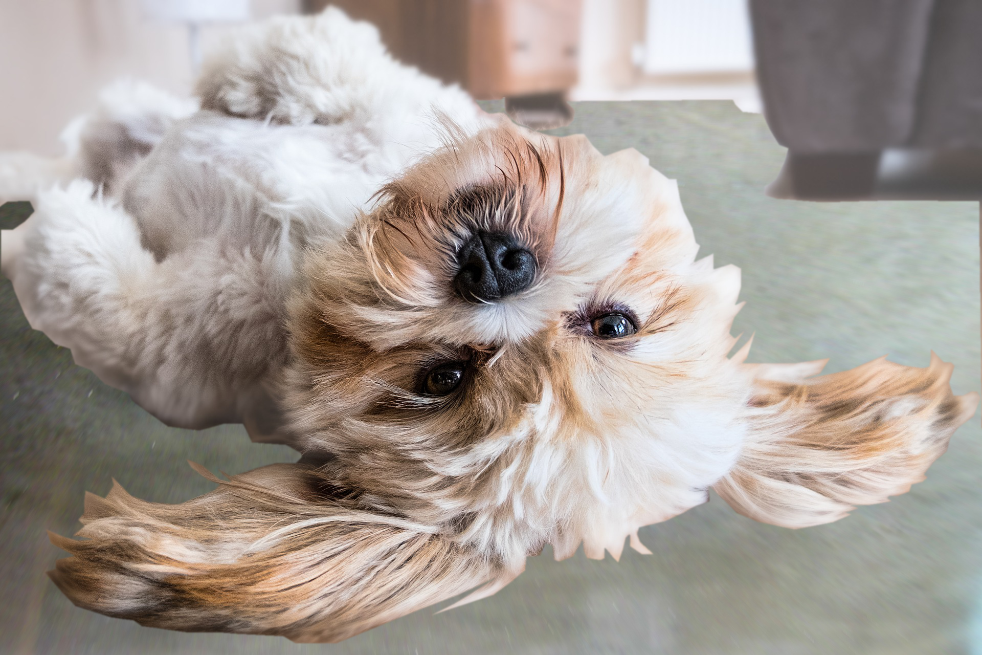 dog-2785077_1920.png