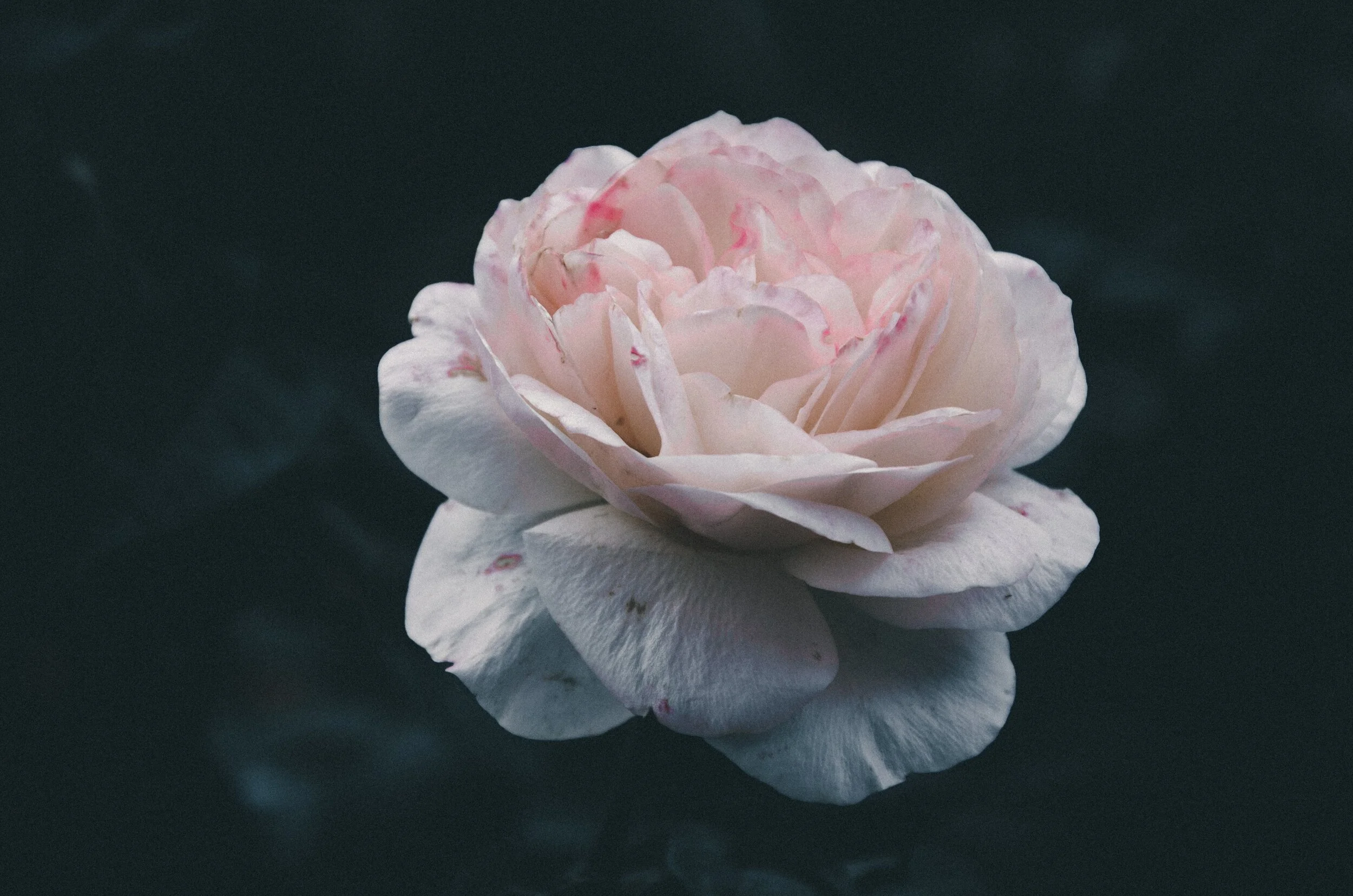 anh-nguyen-kUWmbzAiT8c-unsplash.jpg