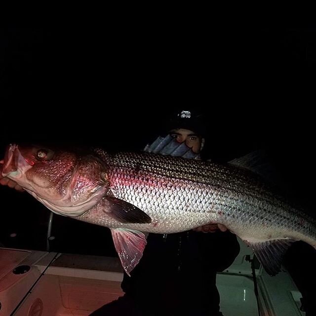 Big nights with @joebruzasfishing 
#moronesaxatilis #catchandrelease #oceanboss #saltwaterfishing #zeebaas #nightfishing #insomniac #fishingjunkie #sleepisoverrated