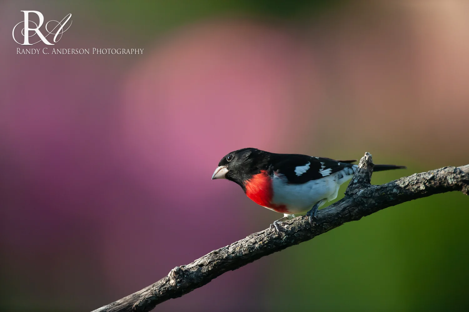 One of my recent shots of a male Rose-breasted Grosbeak. Notice the rose colored background? That is from my neighbor's beautiful Azalea bed across the street! Check out the very first photo in this blog and see if you can determine what each color is.