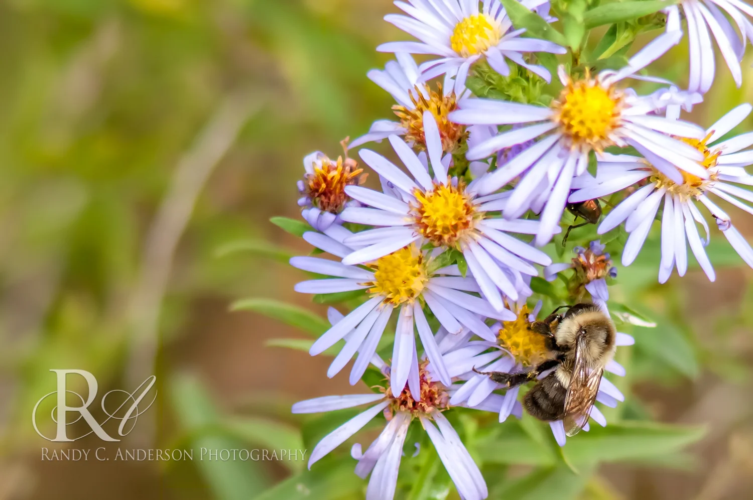A Digger Bee on Aster. Note the hairy abdomen with a lack of alternating yellow or orange stripes.