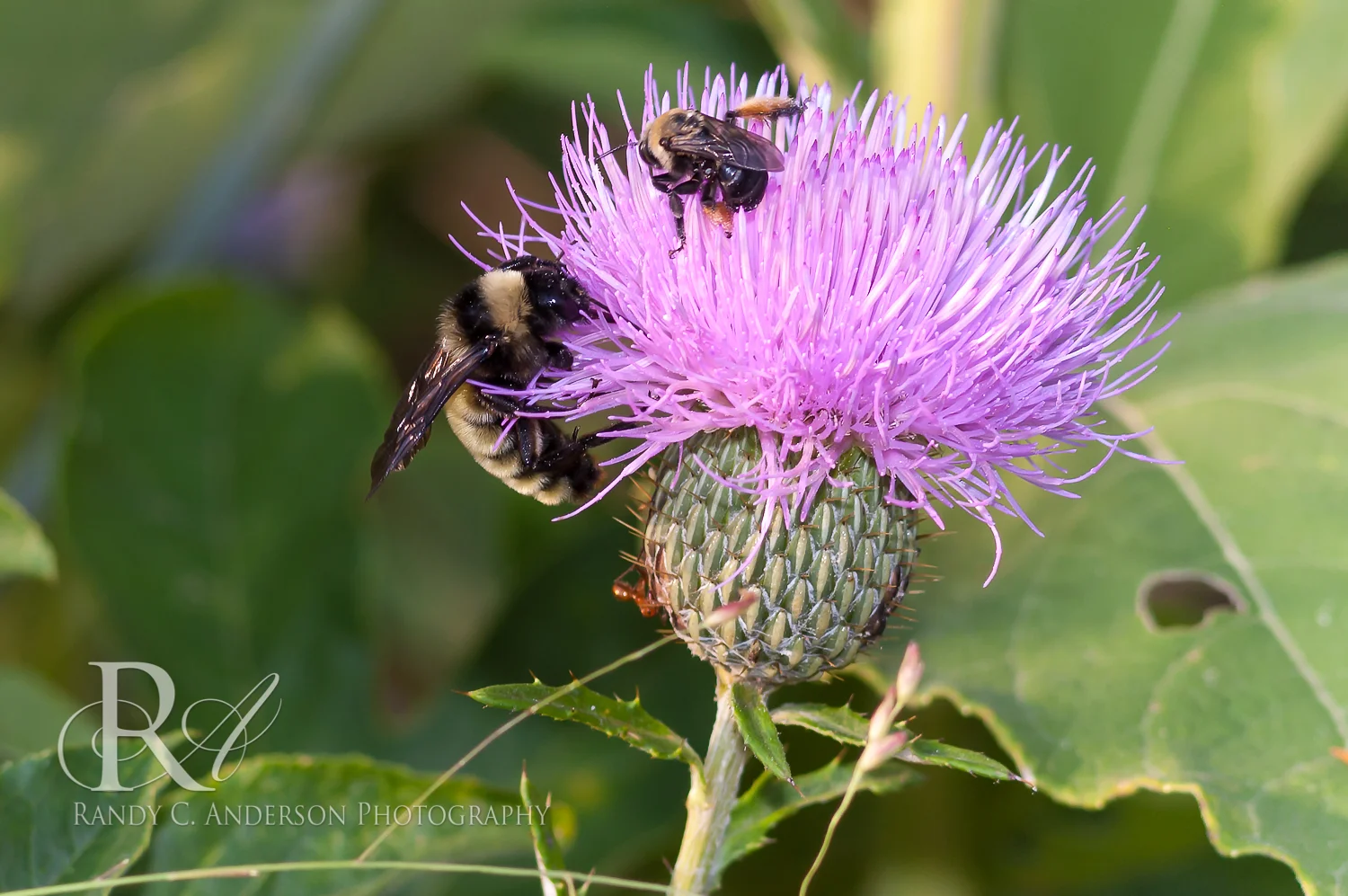 Bumblebees are very imporoaent pollinators.