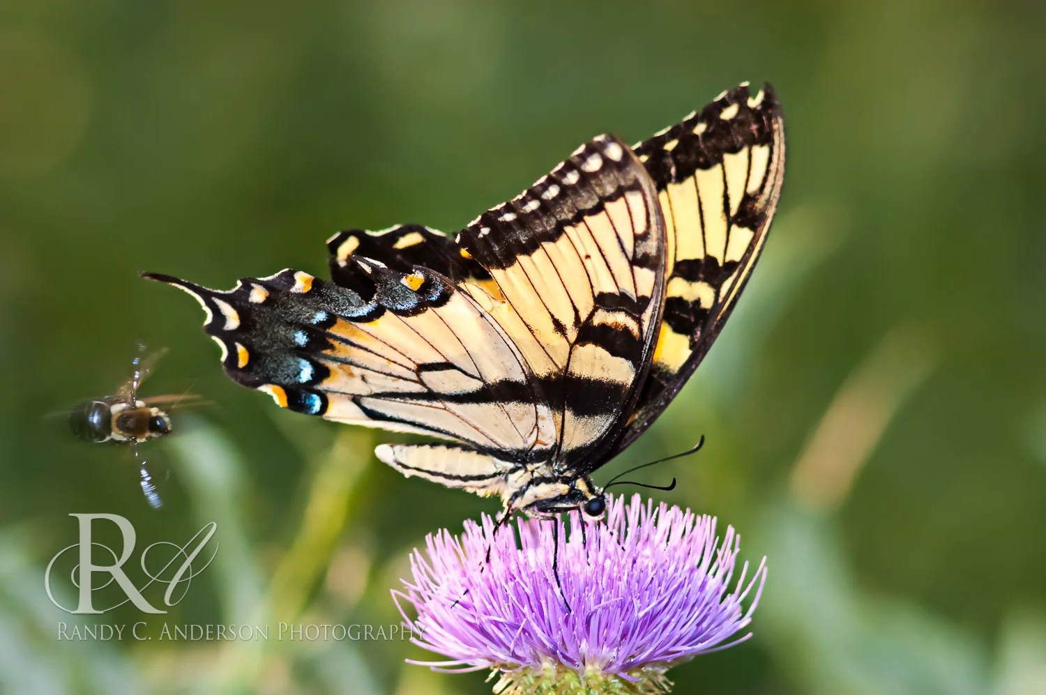 This male Carpenter Bee is trying to run off this Eastern Swallowtail butterfly – which it did.