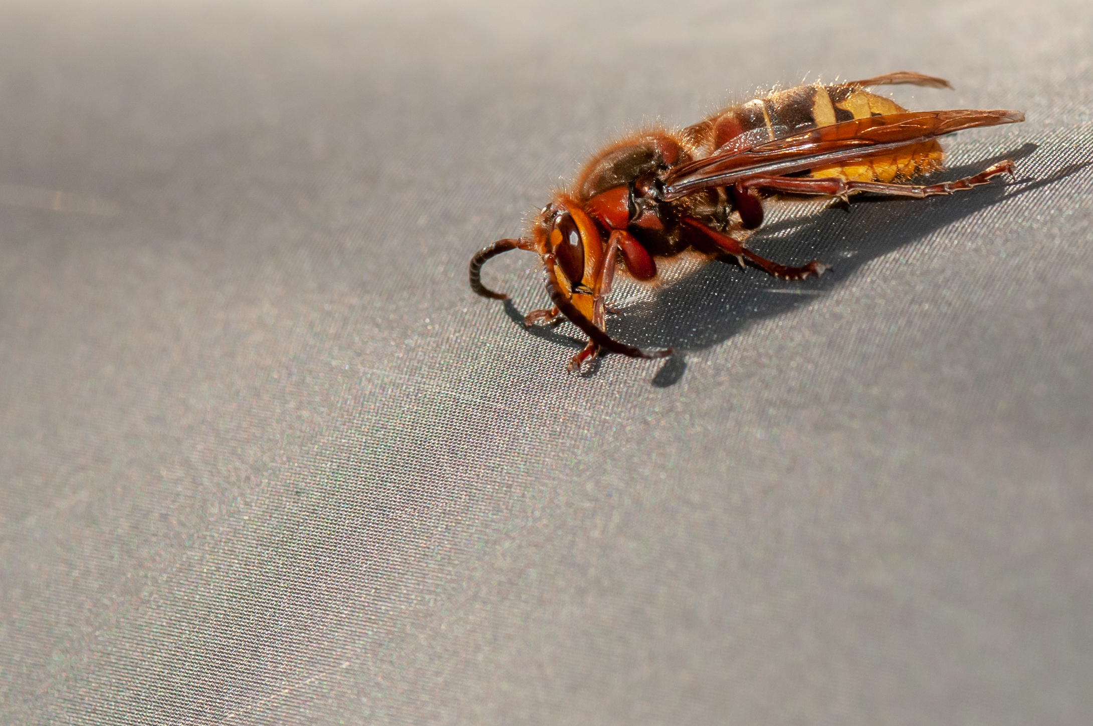 This hornet was warming up on our tent.