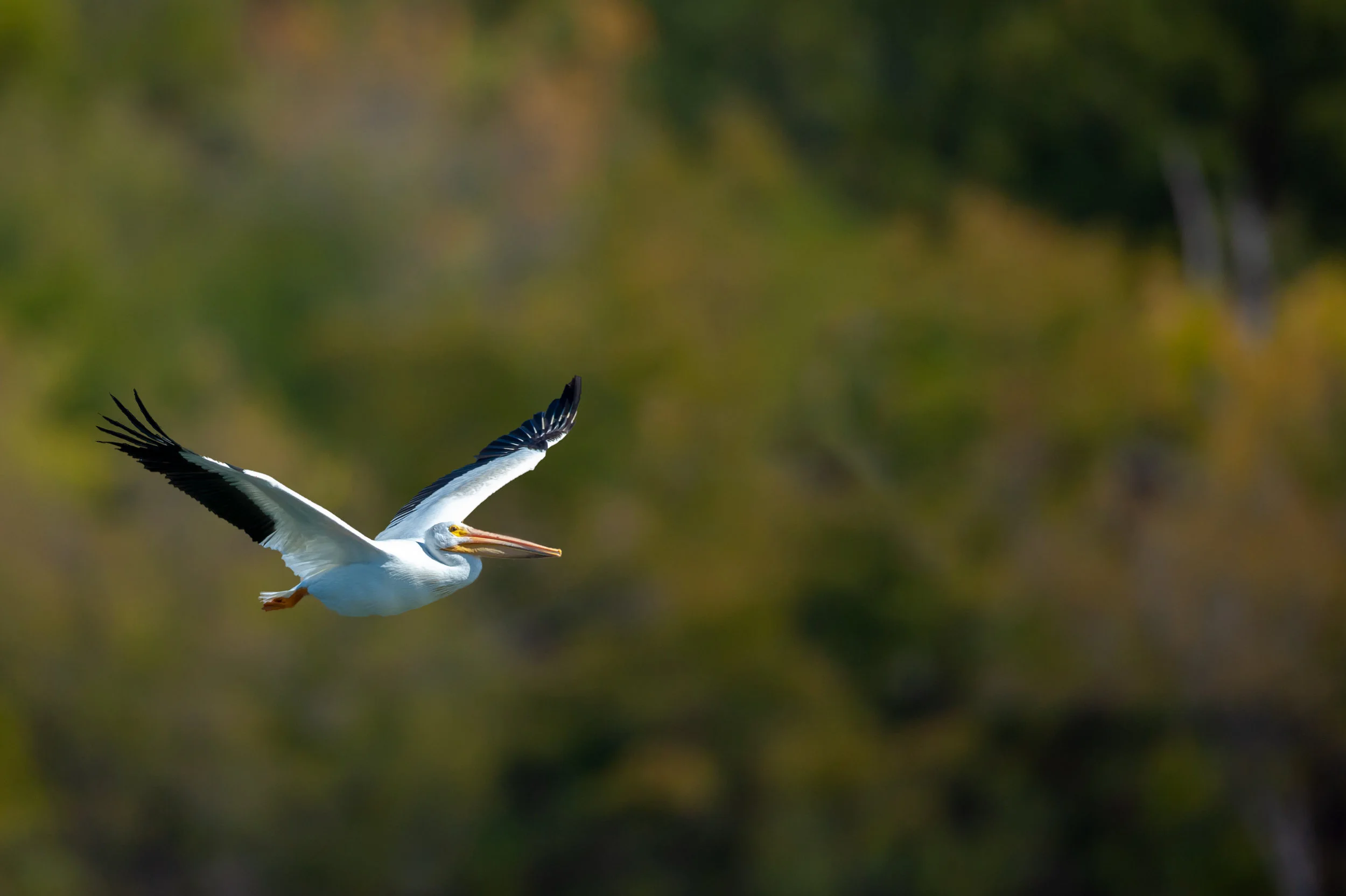 One of the White Pelicans that flew into the cove to join the feeding pod of birds.