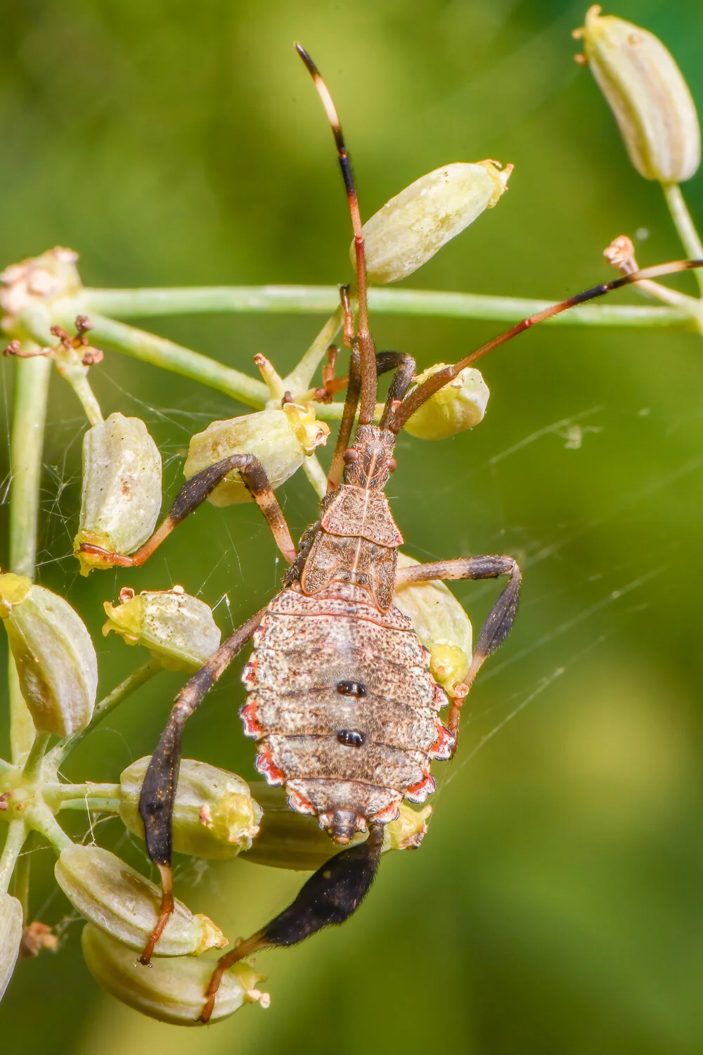 Bugs — Randy C Anderson Photography | Bixby, Oklahoma