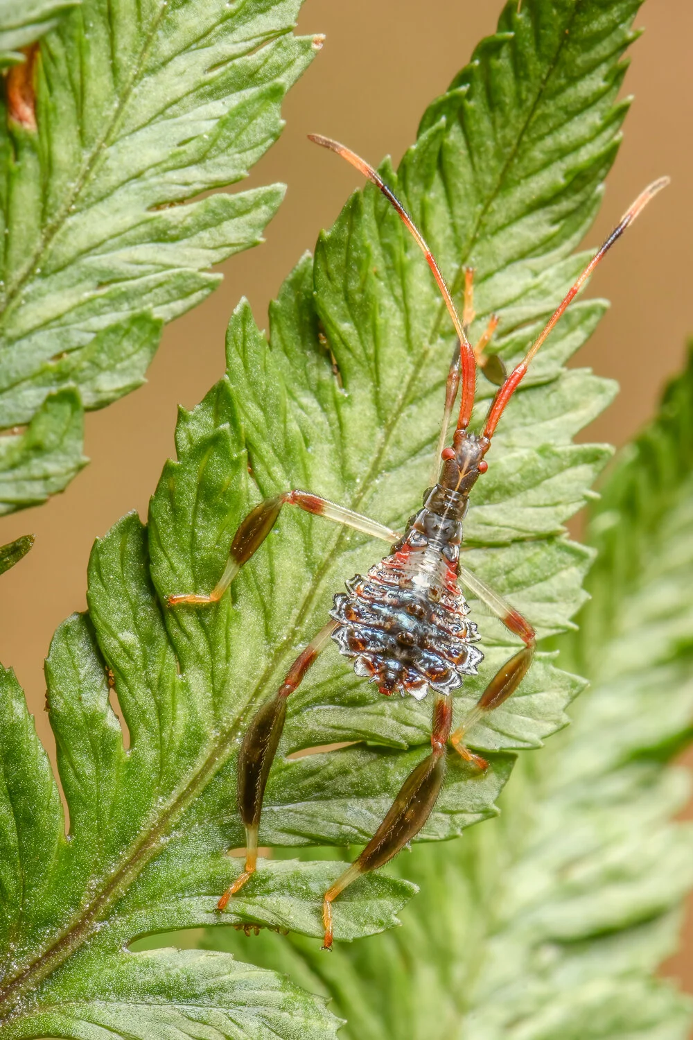 Bugs — Randy C Anderson Photography | Bixby, Oklahoma
