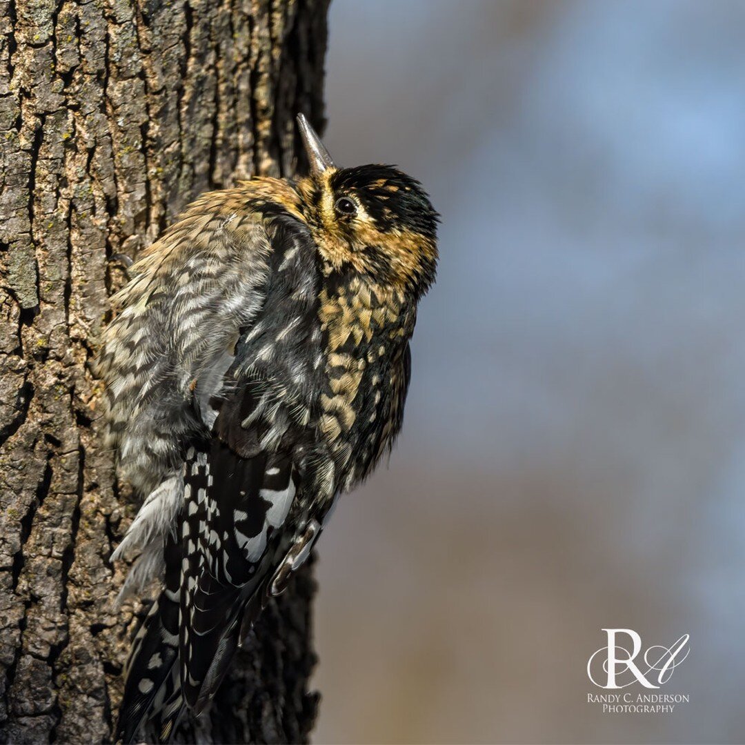 A Yellow-bellied Sapsucker during a break during last week's sleet storm.