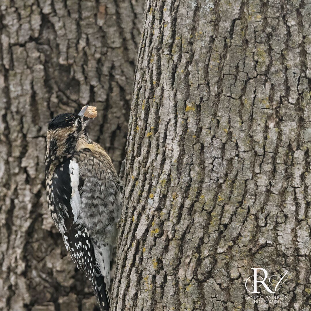 A Yellow bellied Sapsucker grabbing a nugget during last week's sleet storm.
