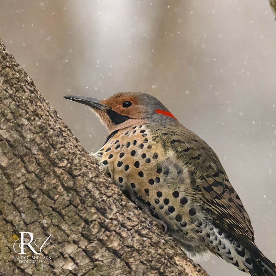 A Yellow-shafted Flicker sheltering in our Ash tree during the sleet storm last week.