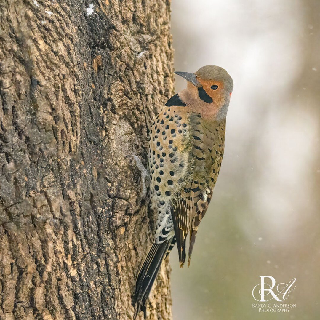 Yellow-shafted Flicker during the sleet storm last week.