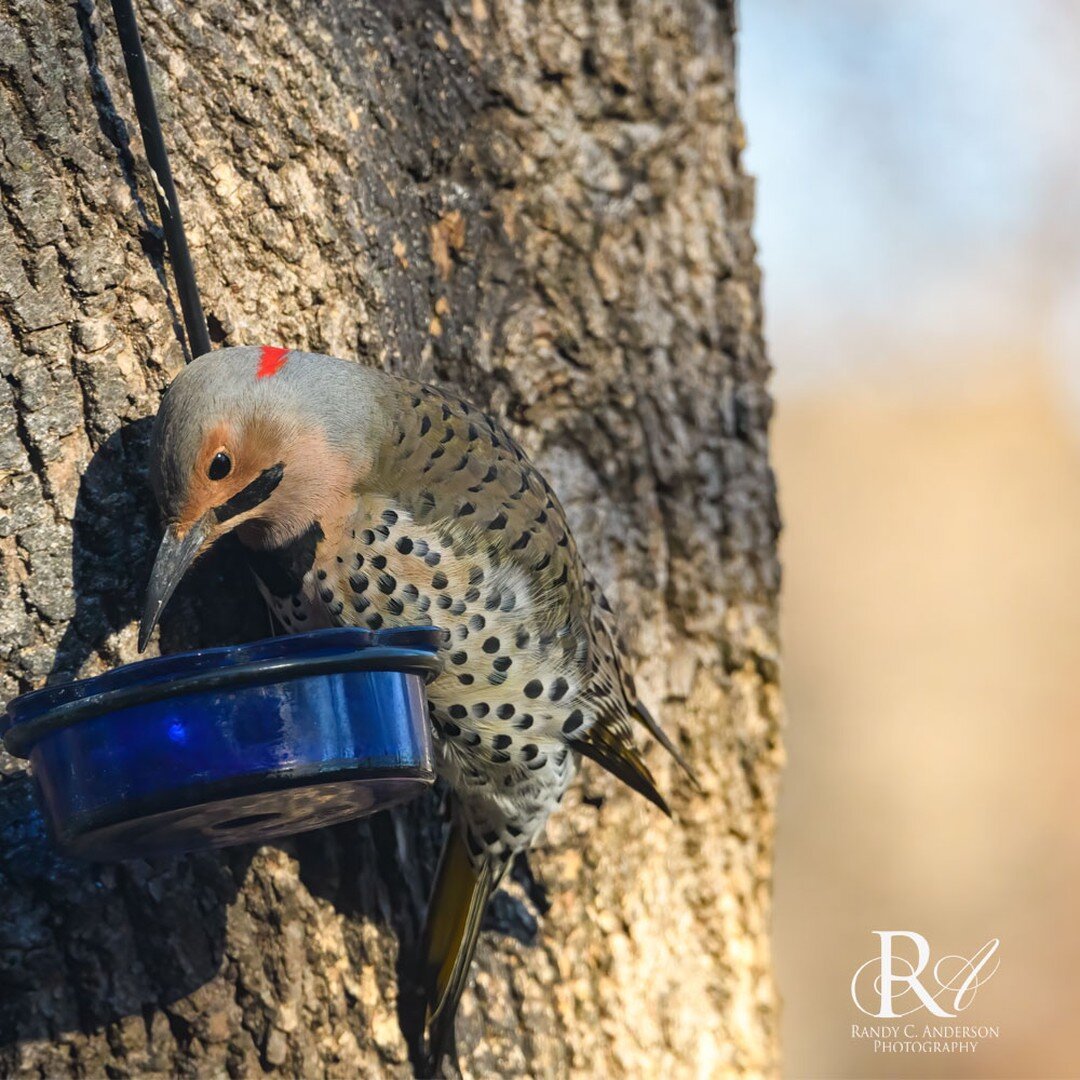 A Yellow-shafted Flicker in early morning light. These are gorgeous woodpeckers