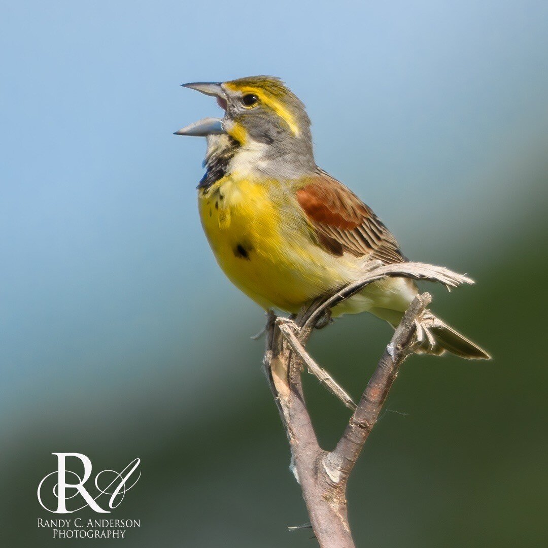 Dickcissels have become one of my favorite birds. The male's boisterous singing to attract a mate is loud and clear.