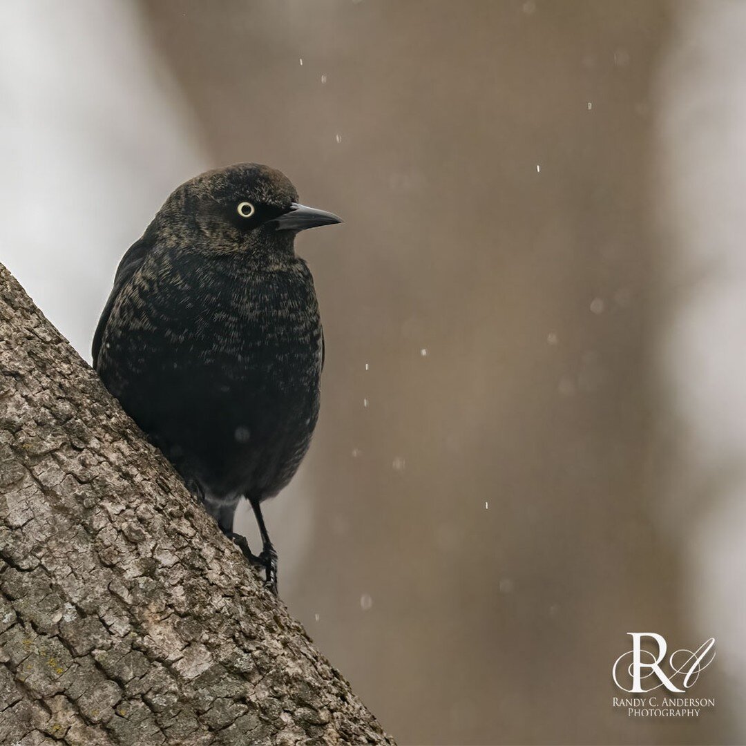 A Rusty Blackbird during last week's sleet storm.