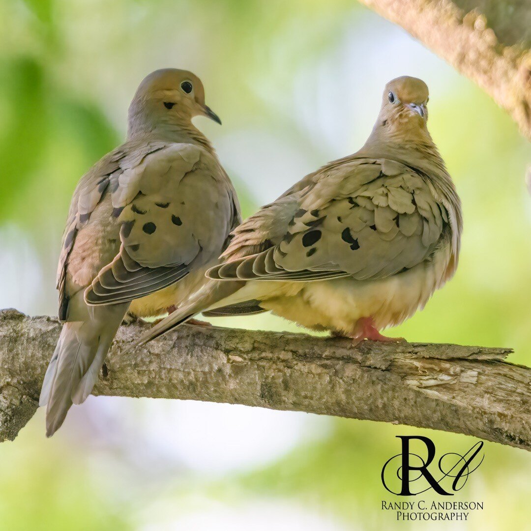 These two Mourning Doves are paired for life. Looks like we should see some little ones soon.