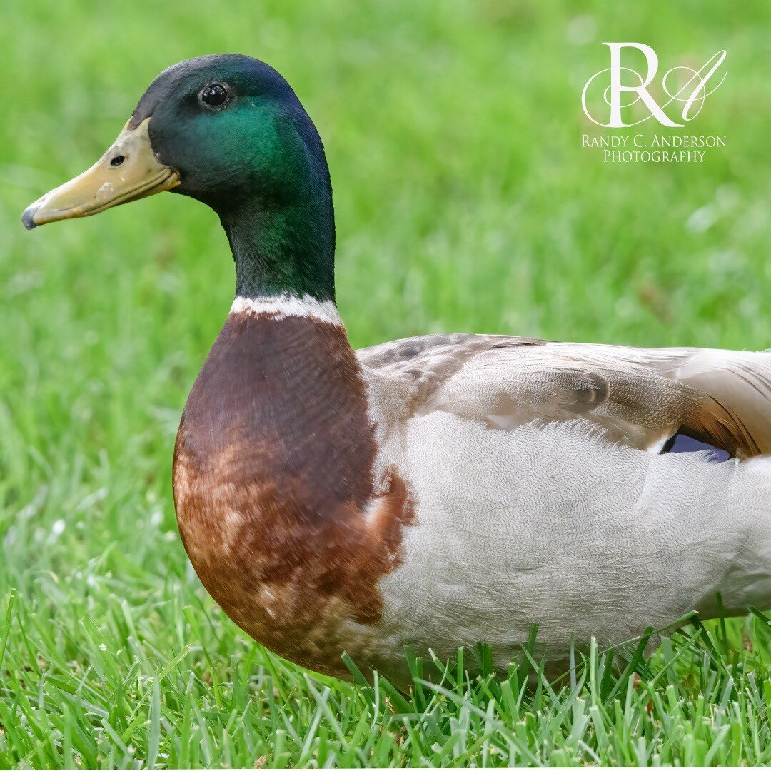 A pair of Mallards nested across the street. They have been visiting our yard and browse the ground below the feeders for some spilled corn.