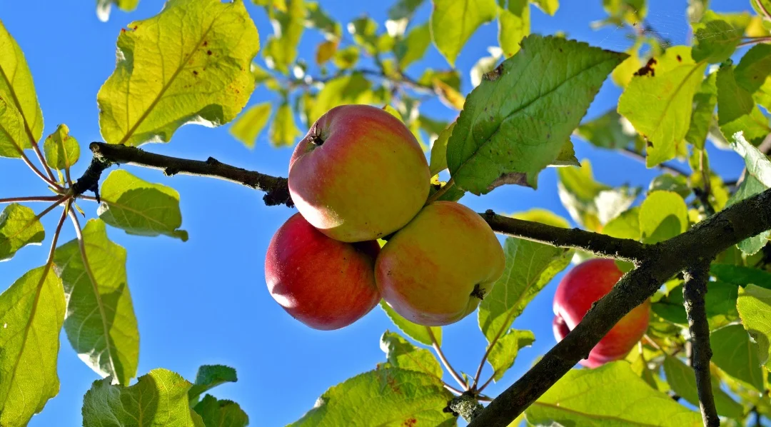 good+fruit.jpg