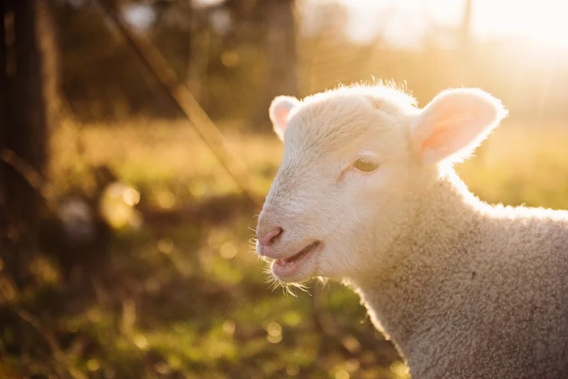 God+Space%2C+Shepherd2.jpg