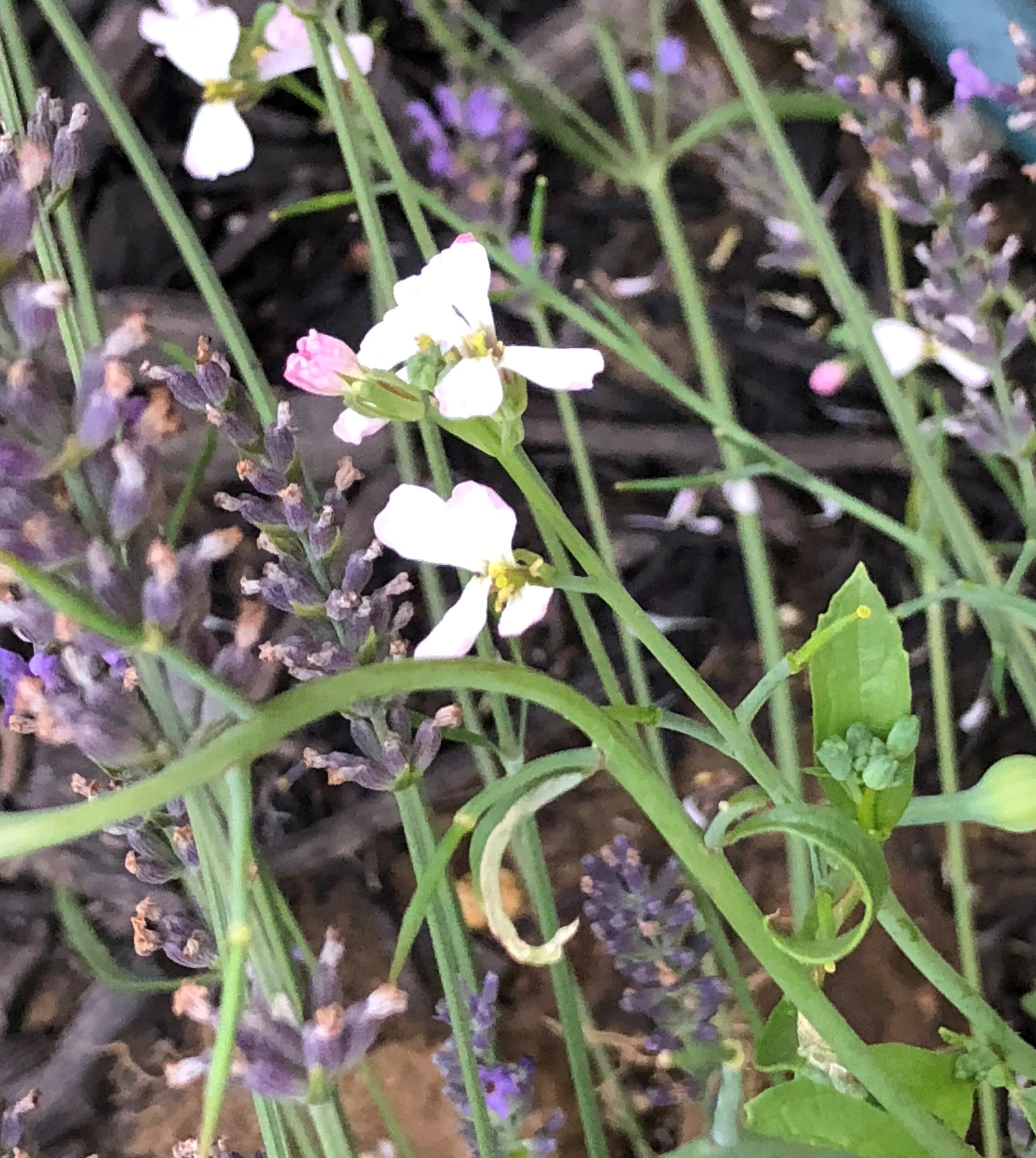 When Sunflowers Come Up Radishes