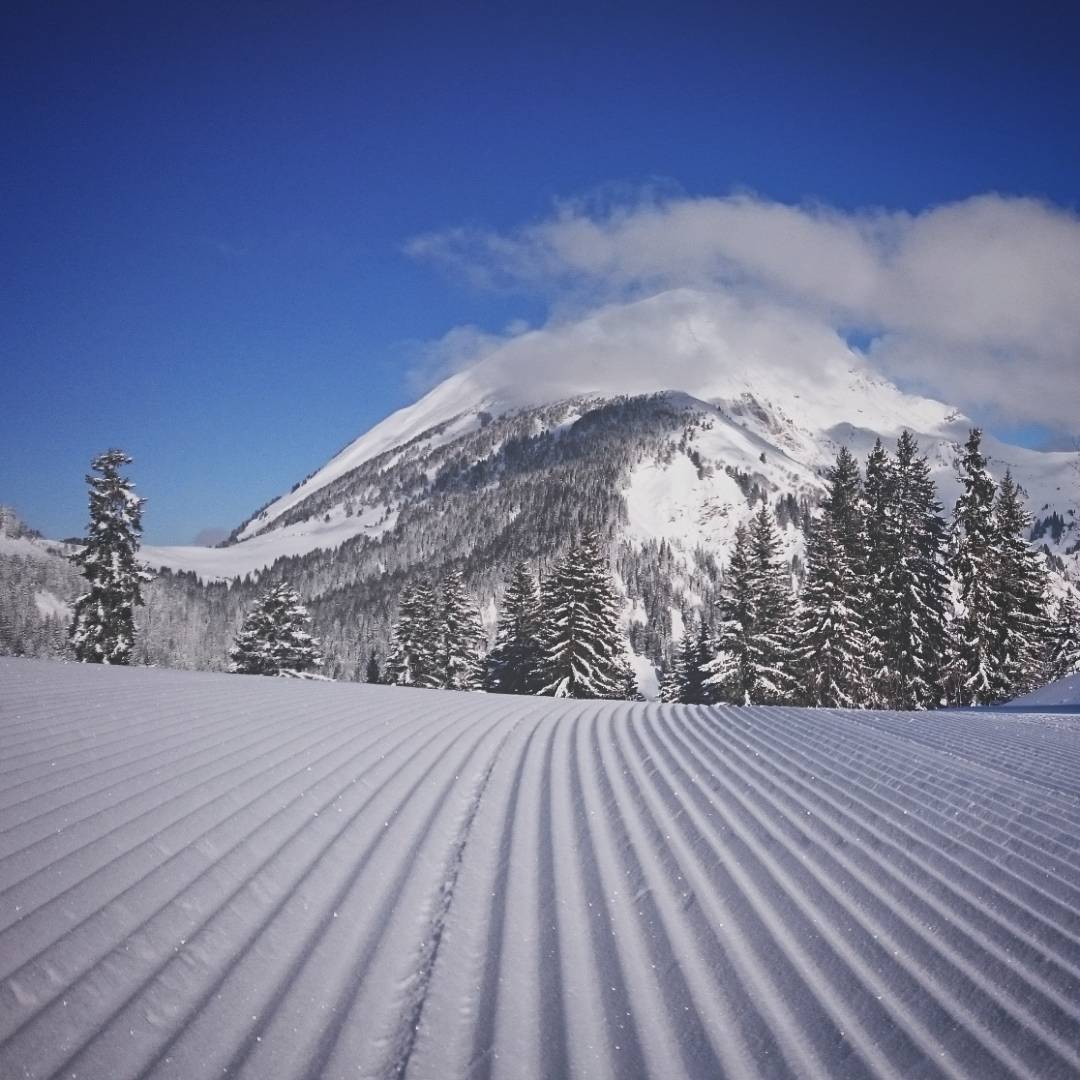 Groomers 2.jpg