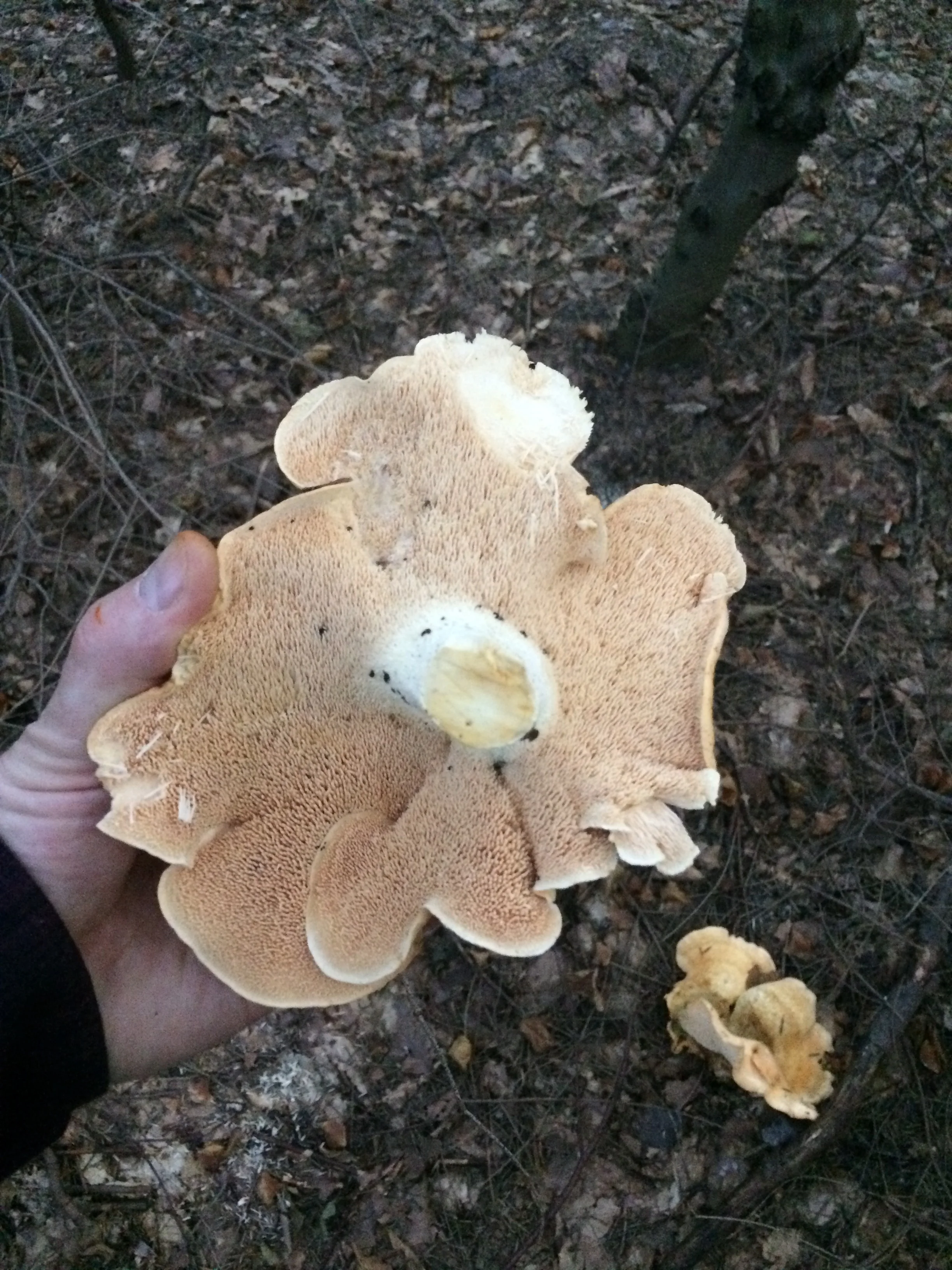 Picking Pied de Mouton.jpg