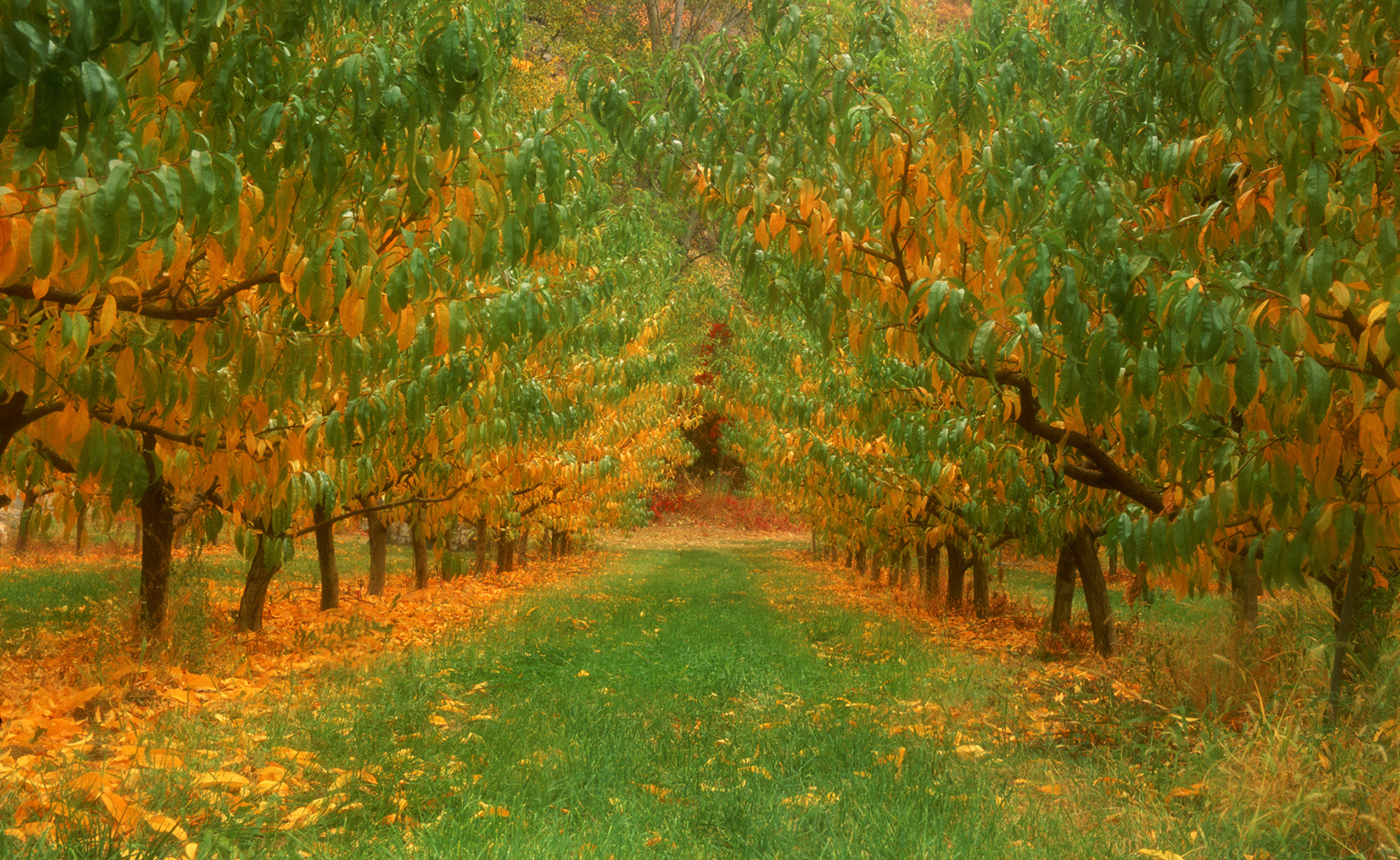 Autumm Canopy .jpg