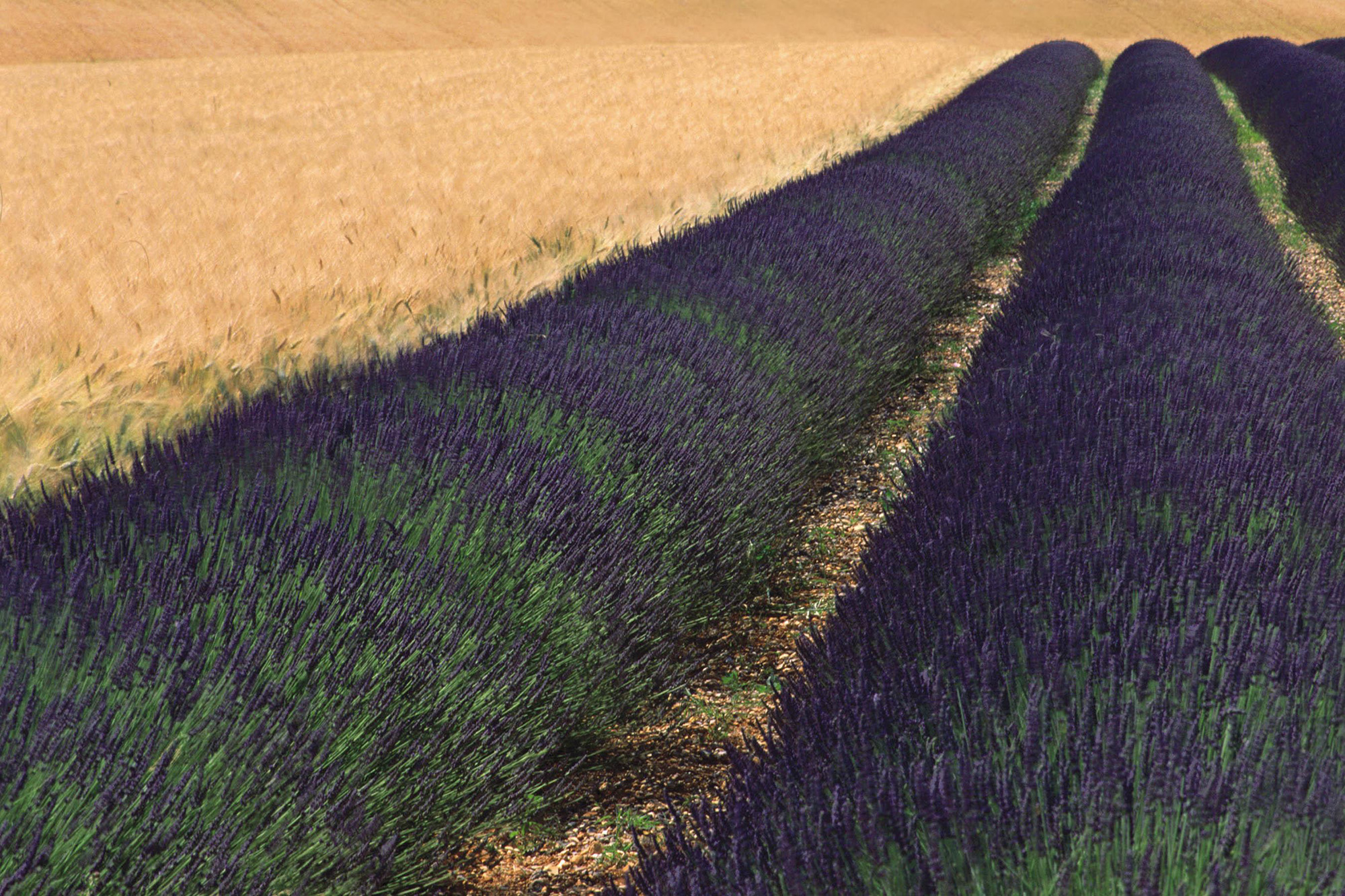 Geometric Lavender & Barley, Provence, France 1999