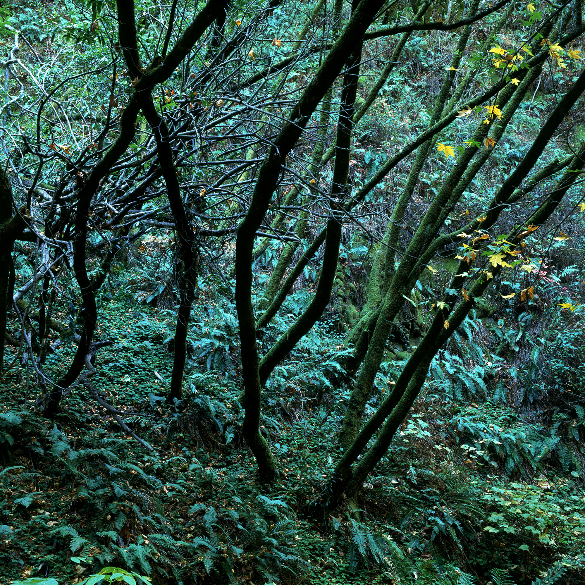 Dancing Trees.jpg