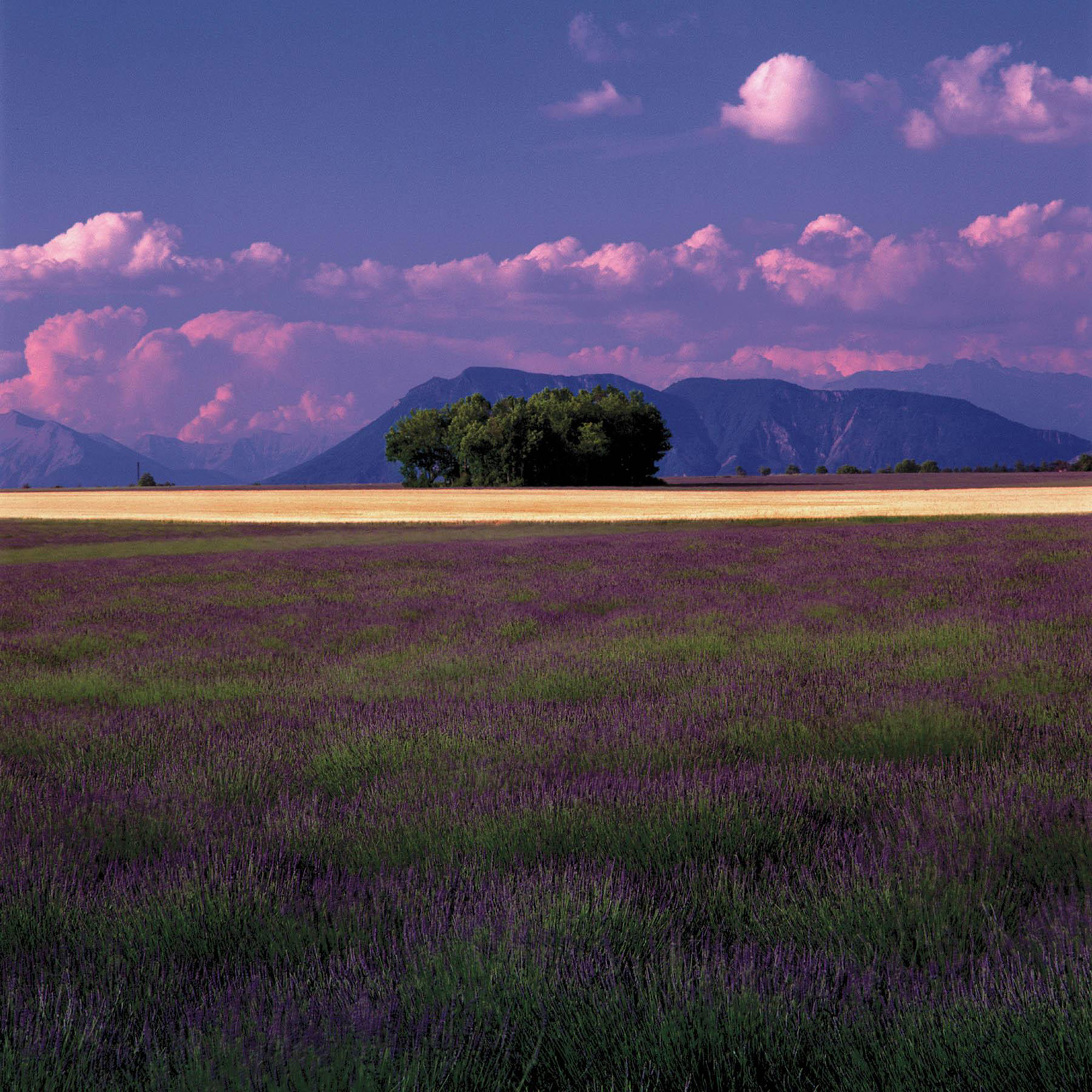 NorthofValensole.jpg