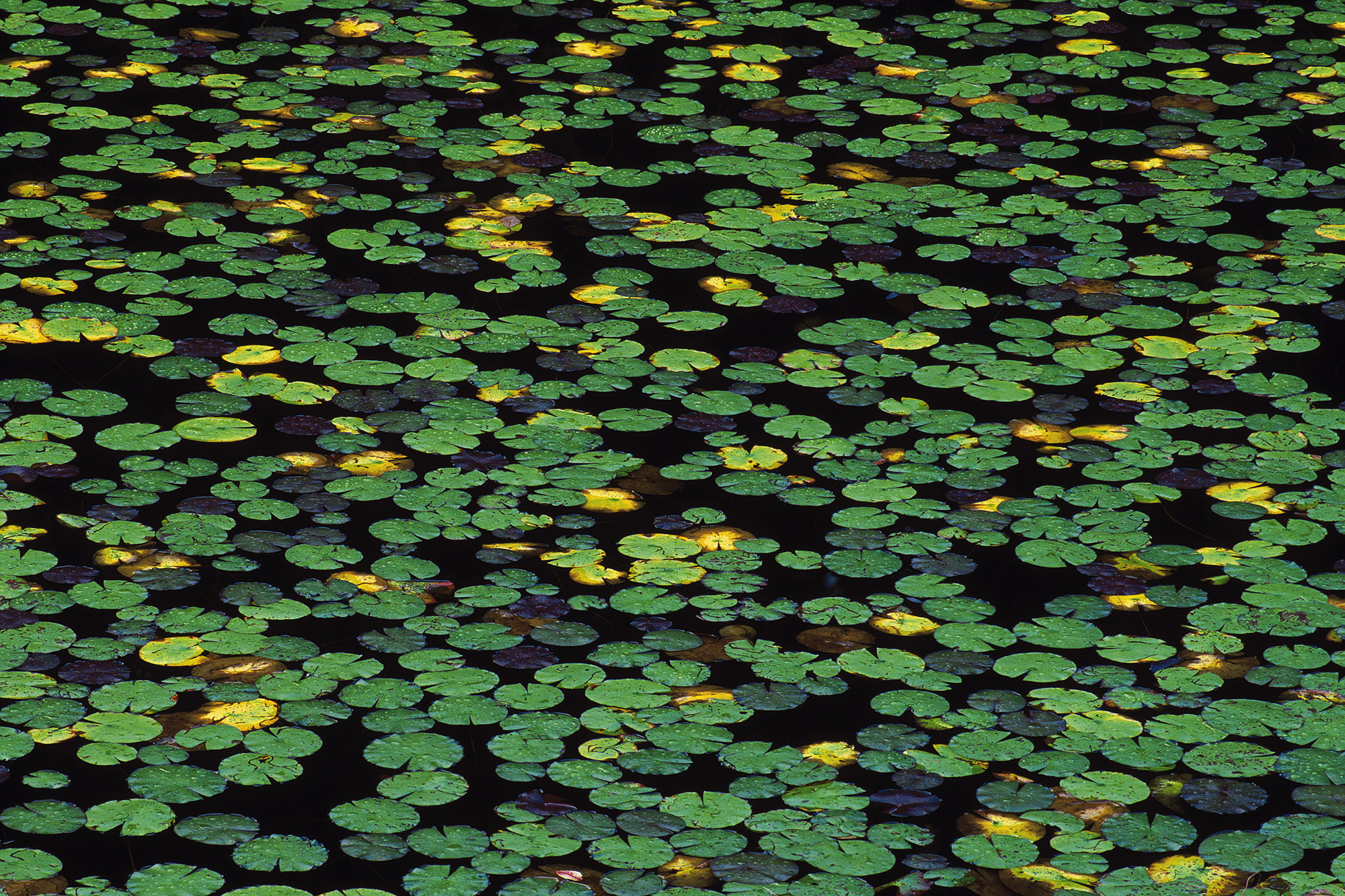 Water Lilies, Hudson Valley, NY 2000