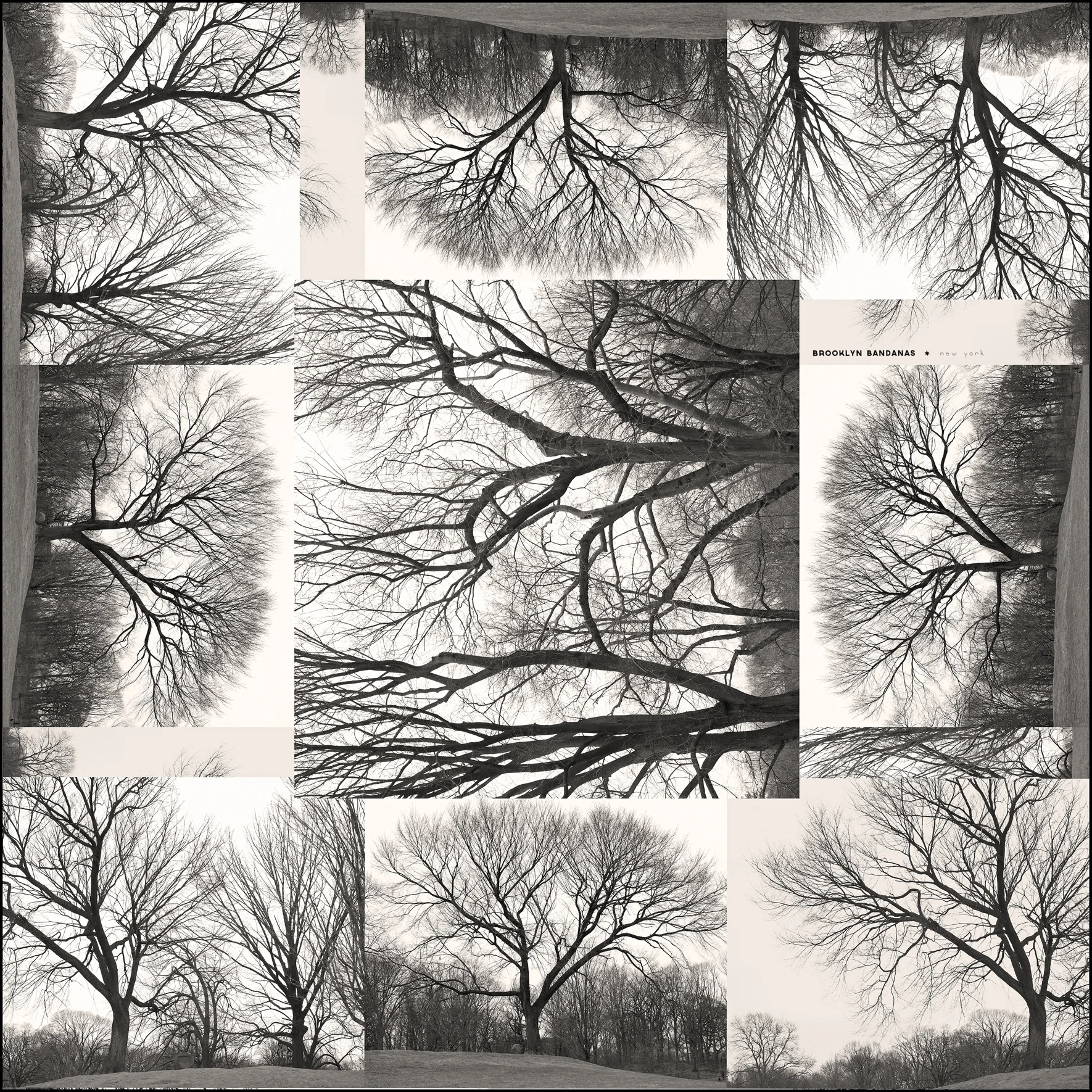 Tree.collage.final.web.jpg