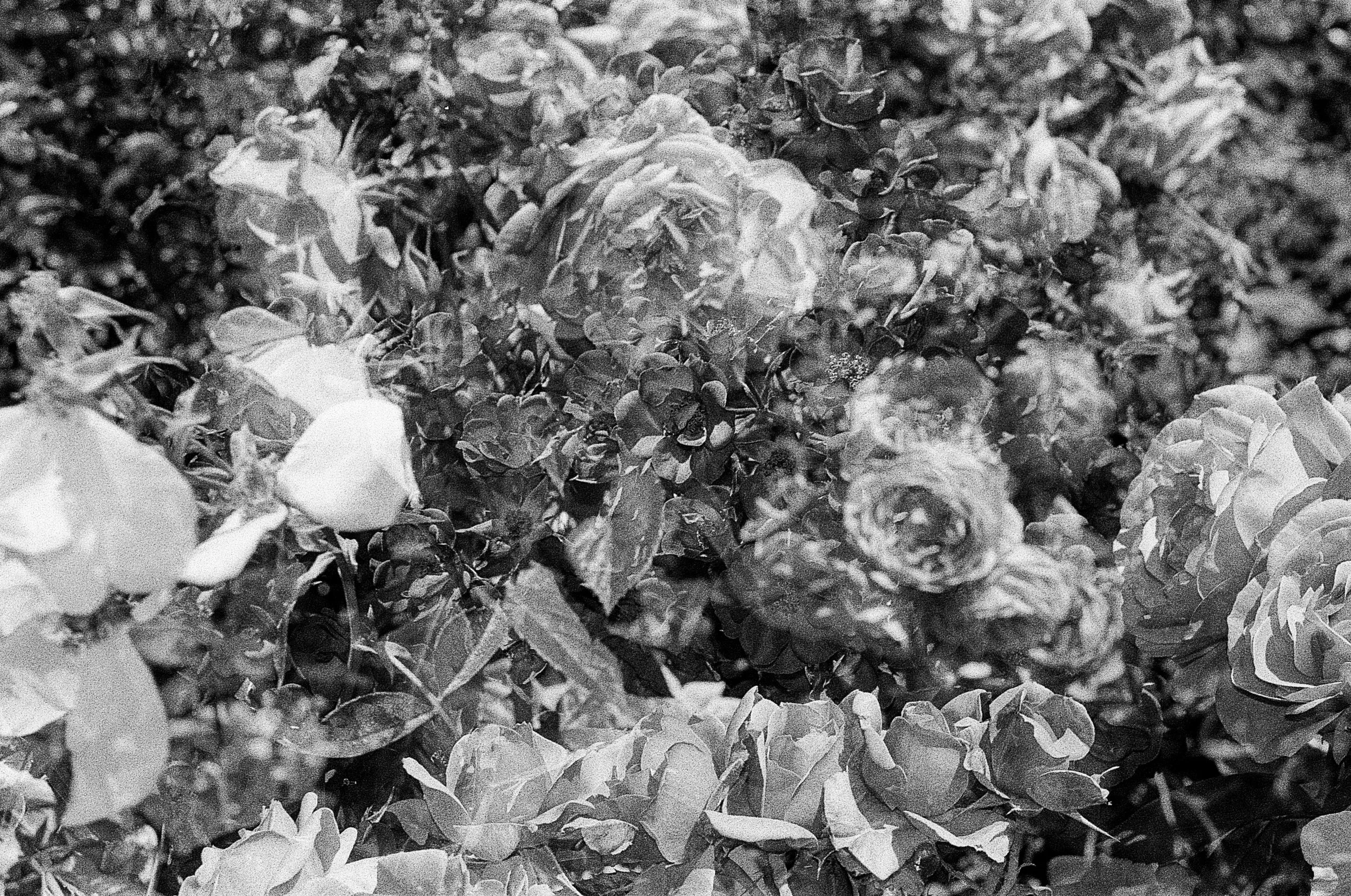 Rose Garden vol. 1